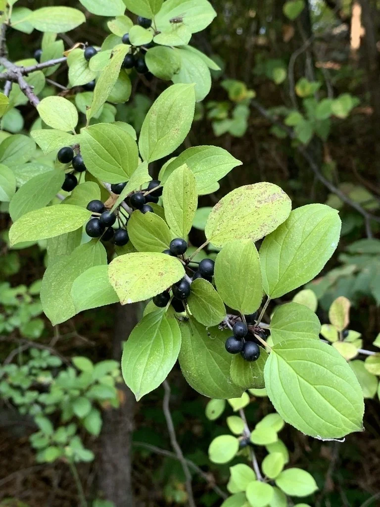 Common Buckthorn