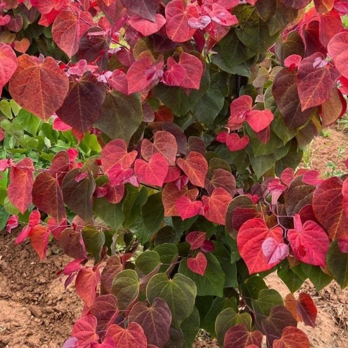 Hearts Afire Redbud
