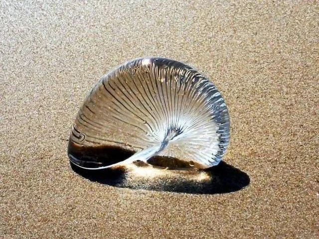 A see-through shell sits on wet, yellow-brown sand at a beach.
