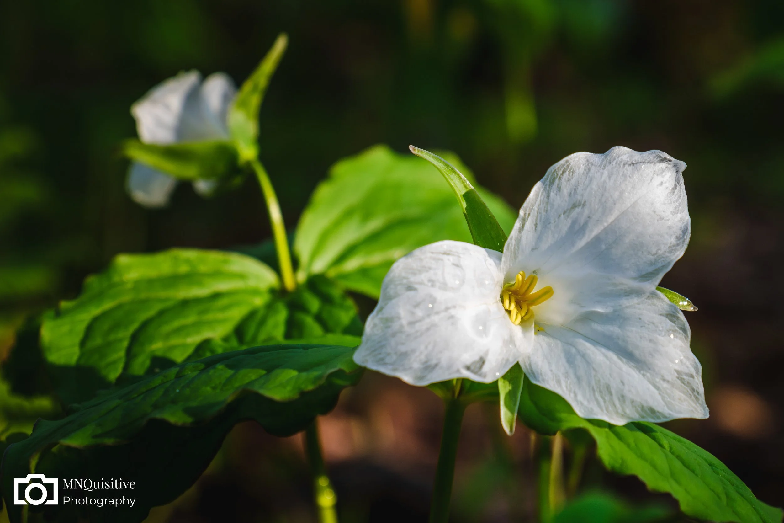 Itasca State Park, South Clearwater, MN (Starting at $17 - Purchase through the Darkroom  website)