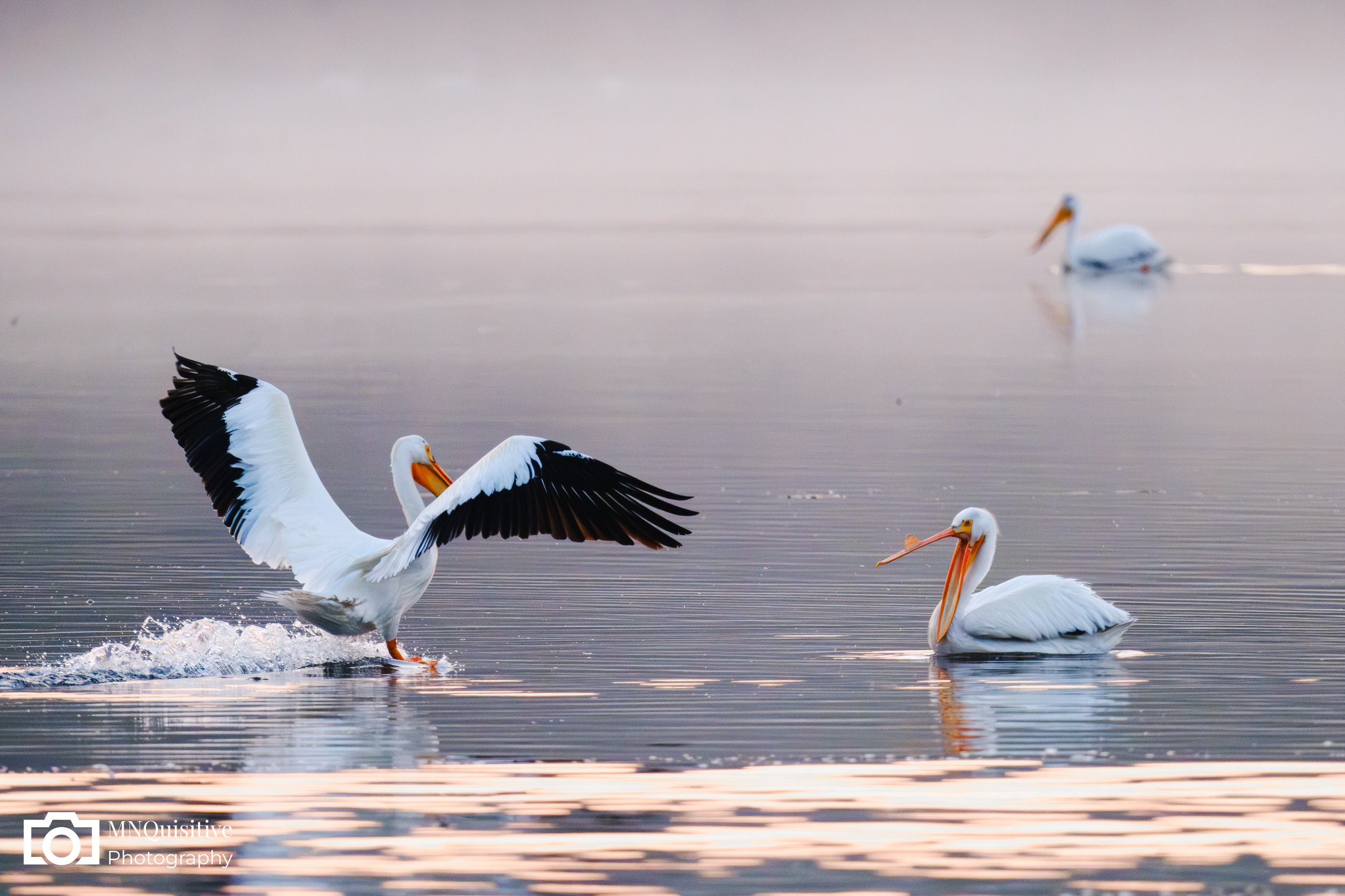 Itasca State Park, South Clearwater, MN (Starting at $17 - Purchase through the Darkroom  website)