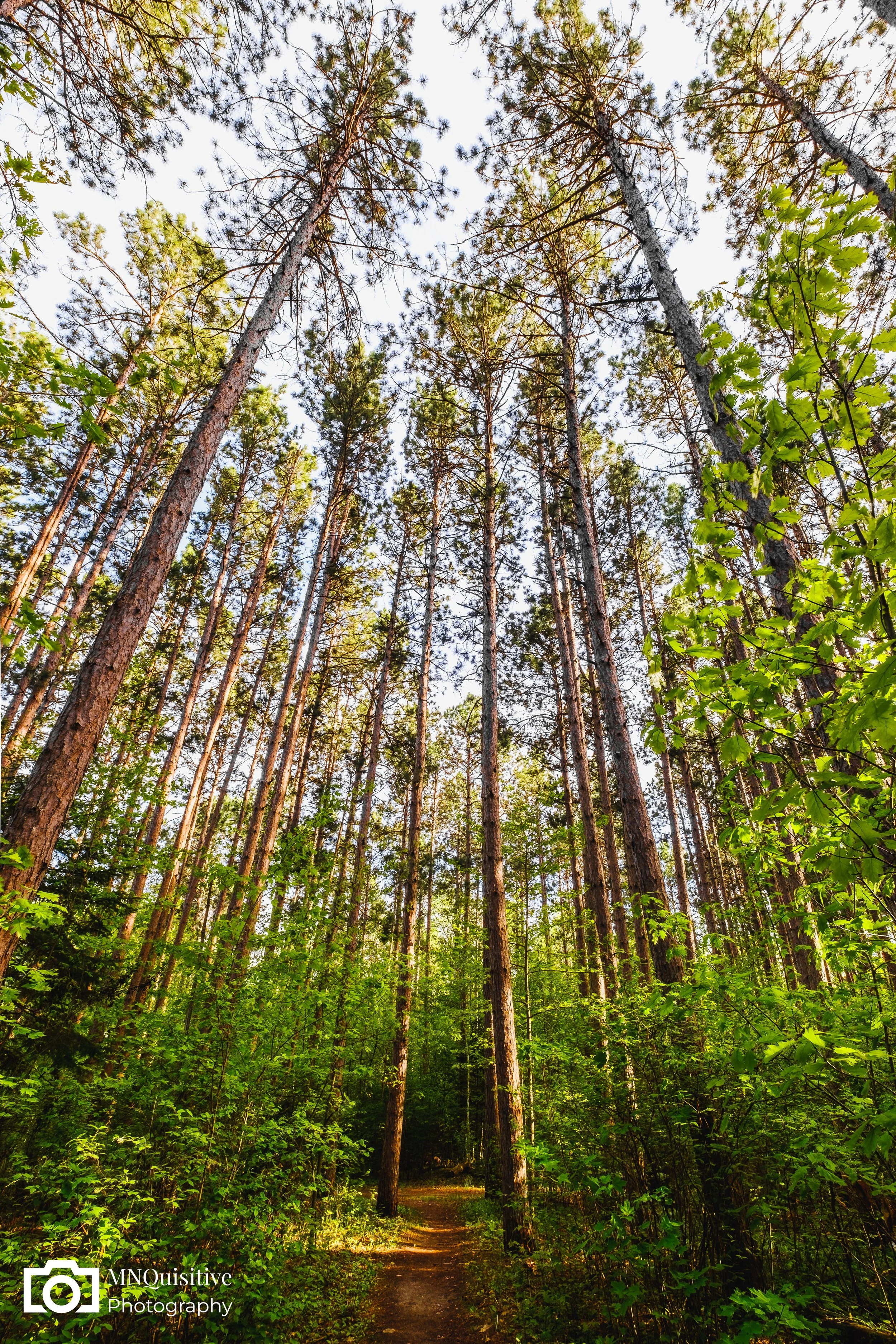 Itasca State Park (Purchase through The Darkroom—Professional Fine Art Prints)