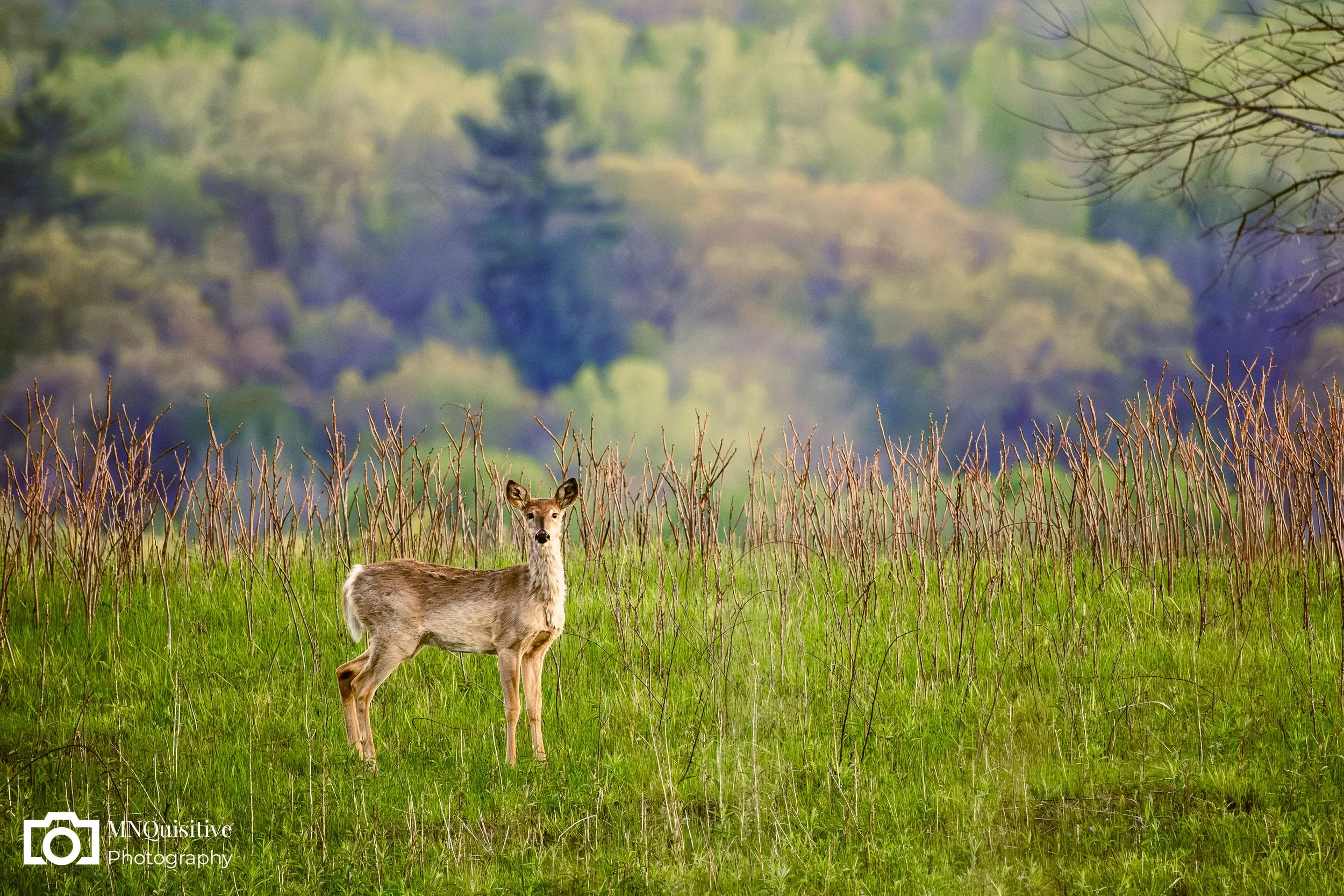 Frontenac State Park, Frontenac, MN (Starting at $17 - Purchase through the Darkroom  website)