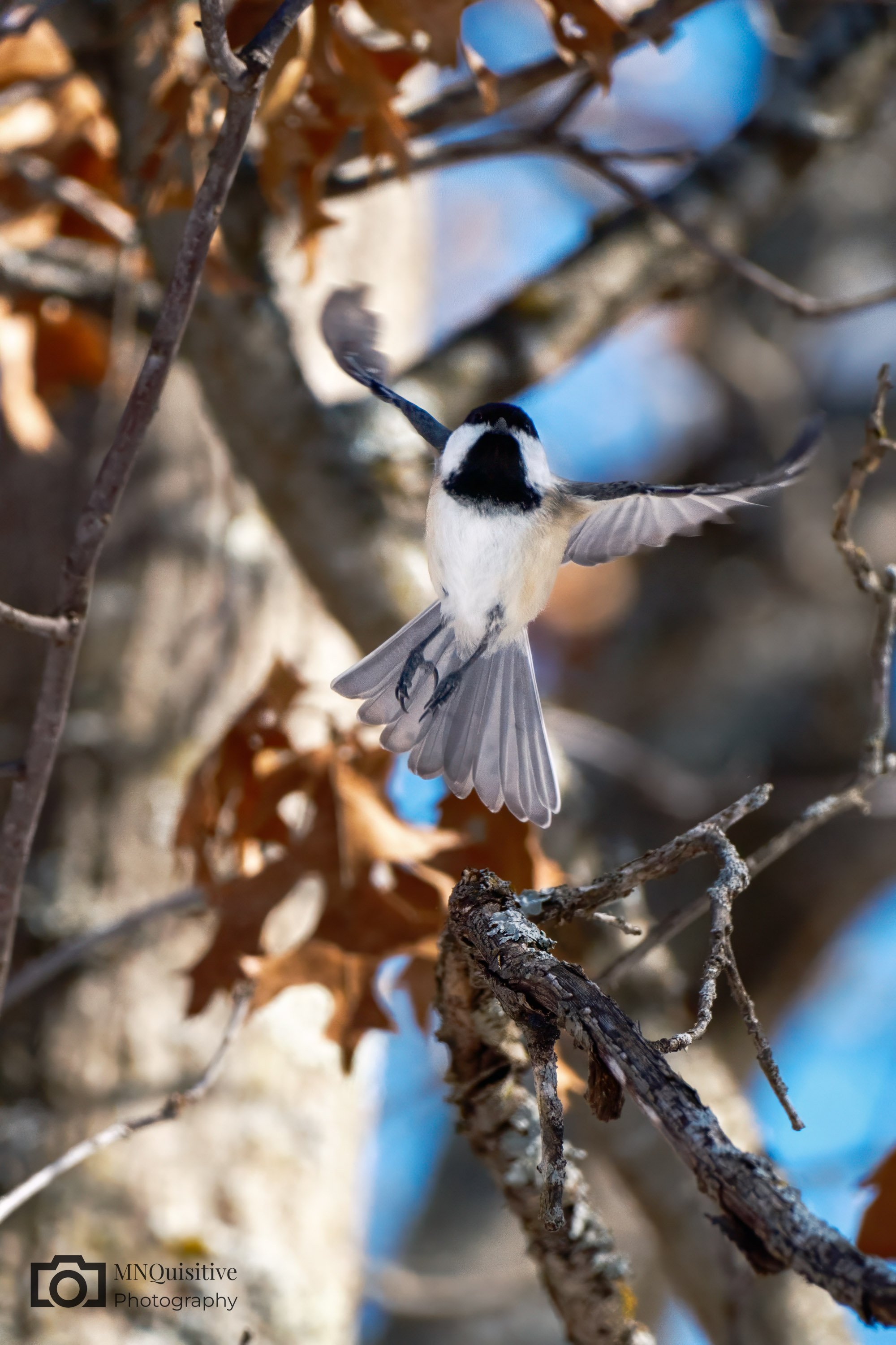 Anoka Nature Preserve, Anoka, MN