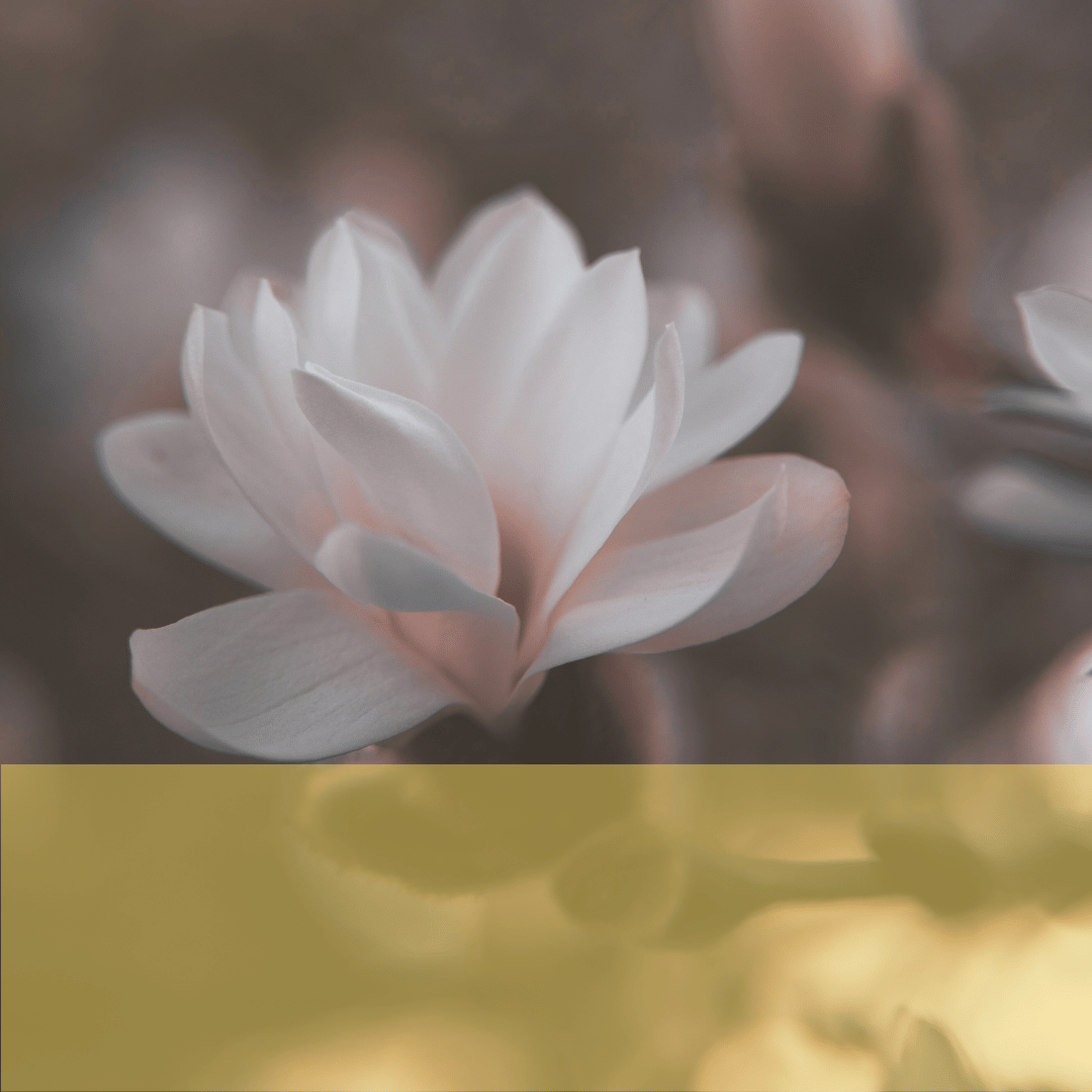 Abstract image of a person wrapped in translucent fabric, creating an artistic, ethereal effect with soft lighting and shadows.