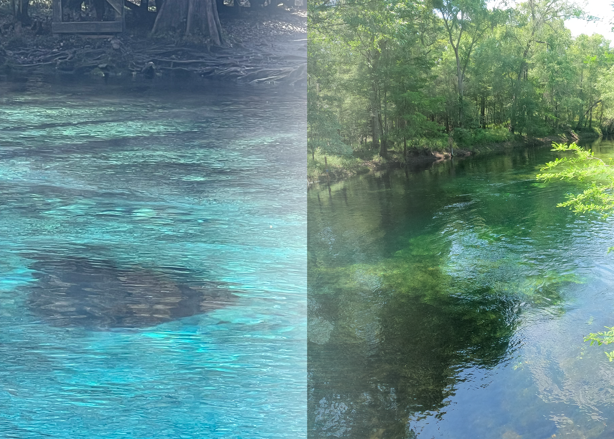 A split picture of sapphire blue water and emerald green water: Gilchrist Blue Springs and Poe Springs