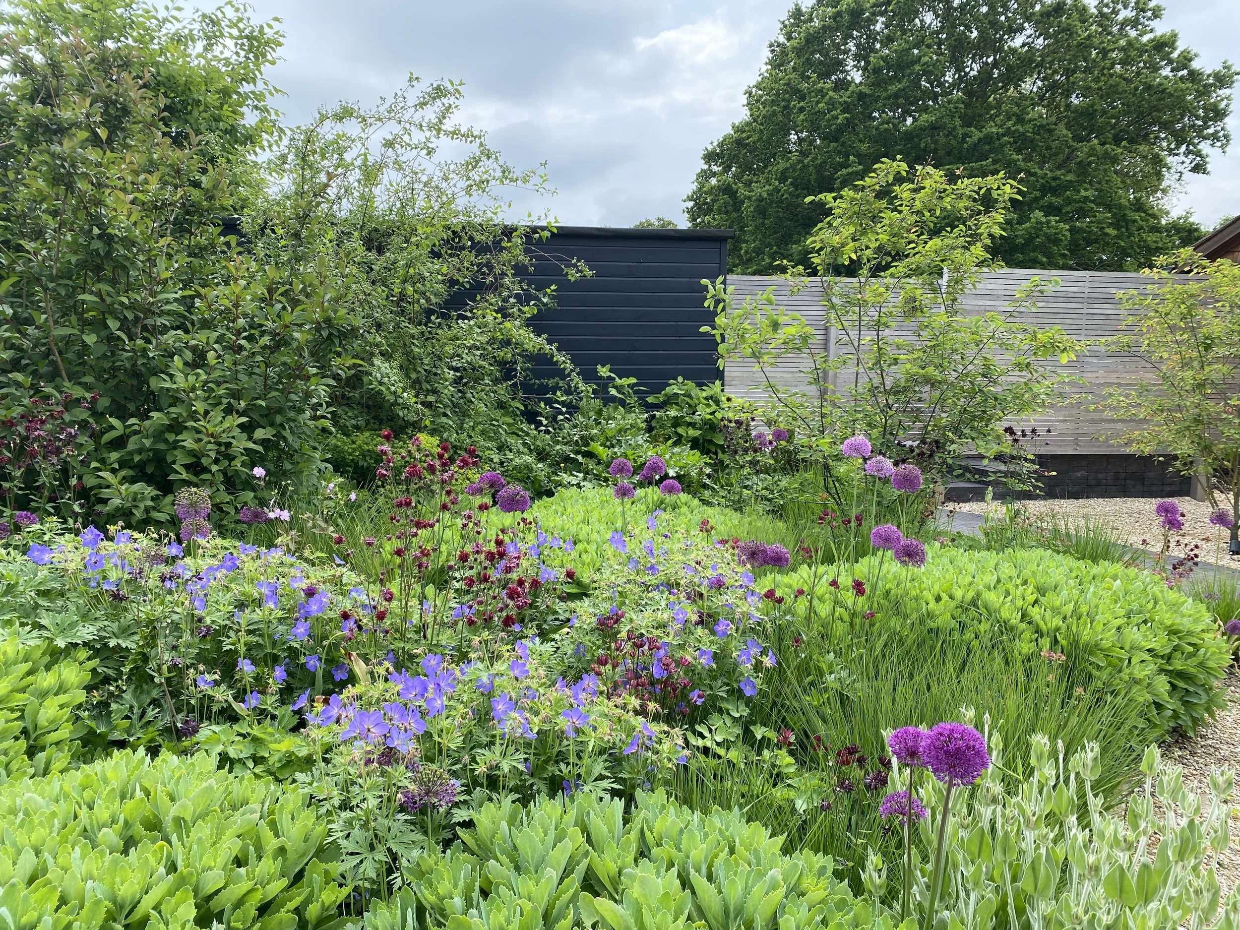 A lush garden with purple and blue flowers, green foliage, a black wooden shed, a gray fence, and a cloudy sky.