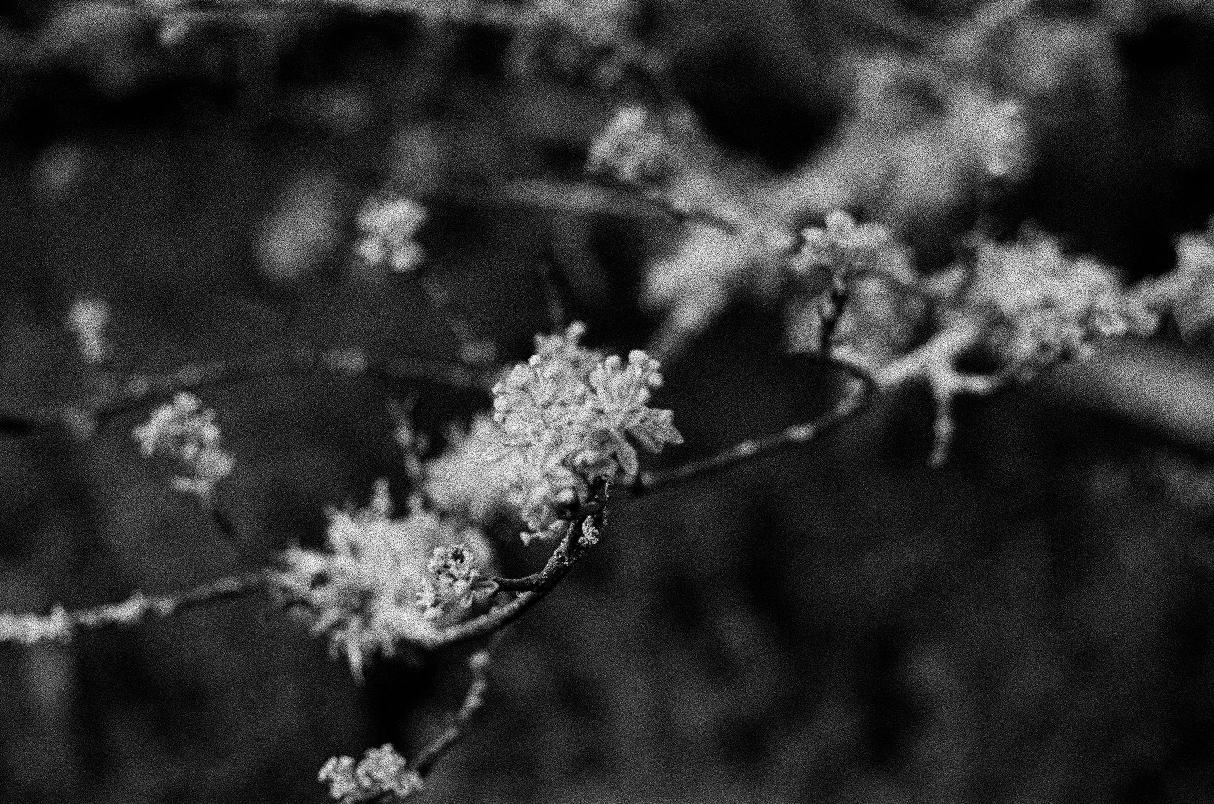 Black and white photo of a small flower with multiple tiny blossoms on a thin branch, out of focus background.
