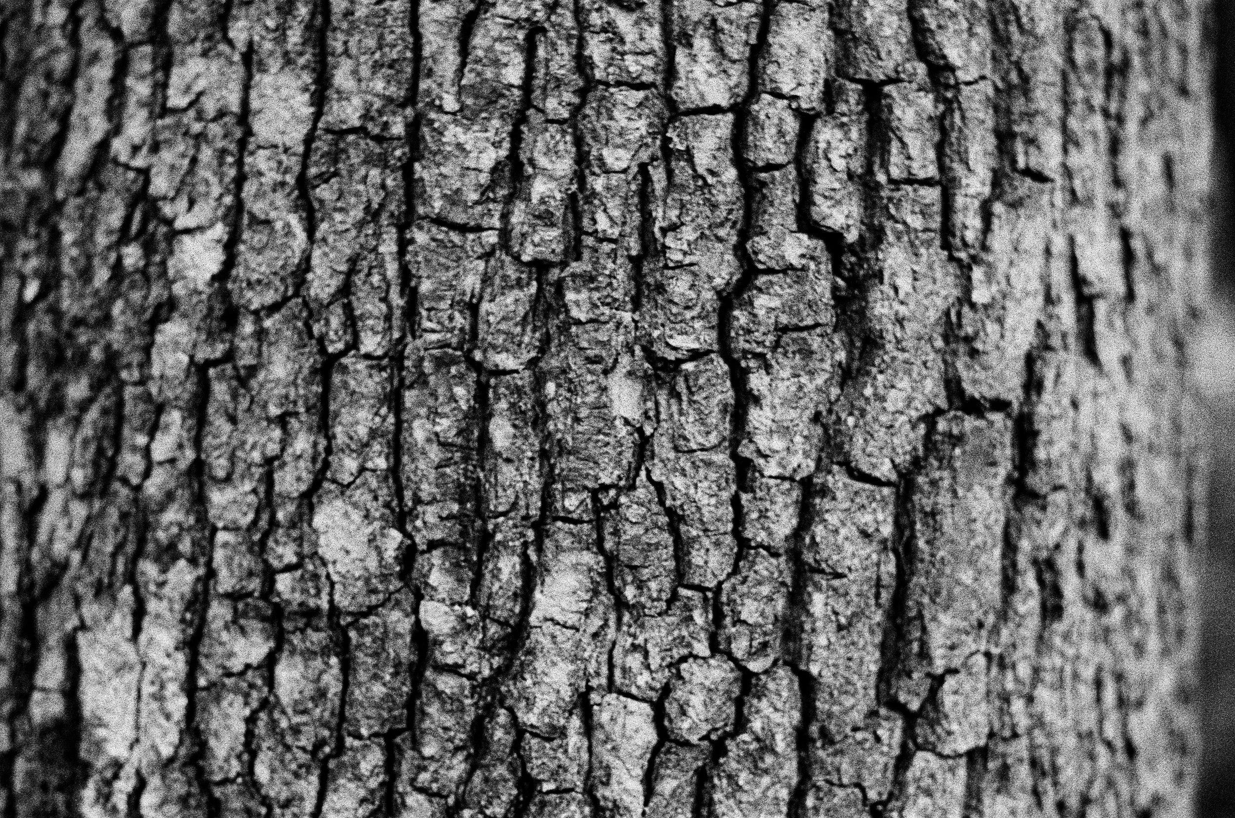 Close-up of tree bark with a rugged, textured surface and deep cracks in a monochrome black-and-white tone.