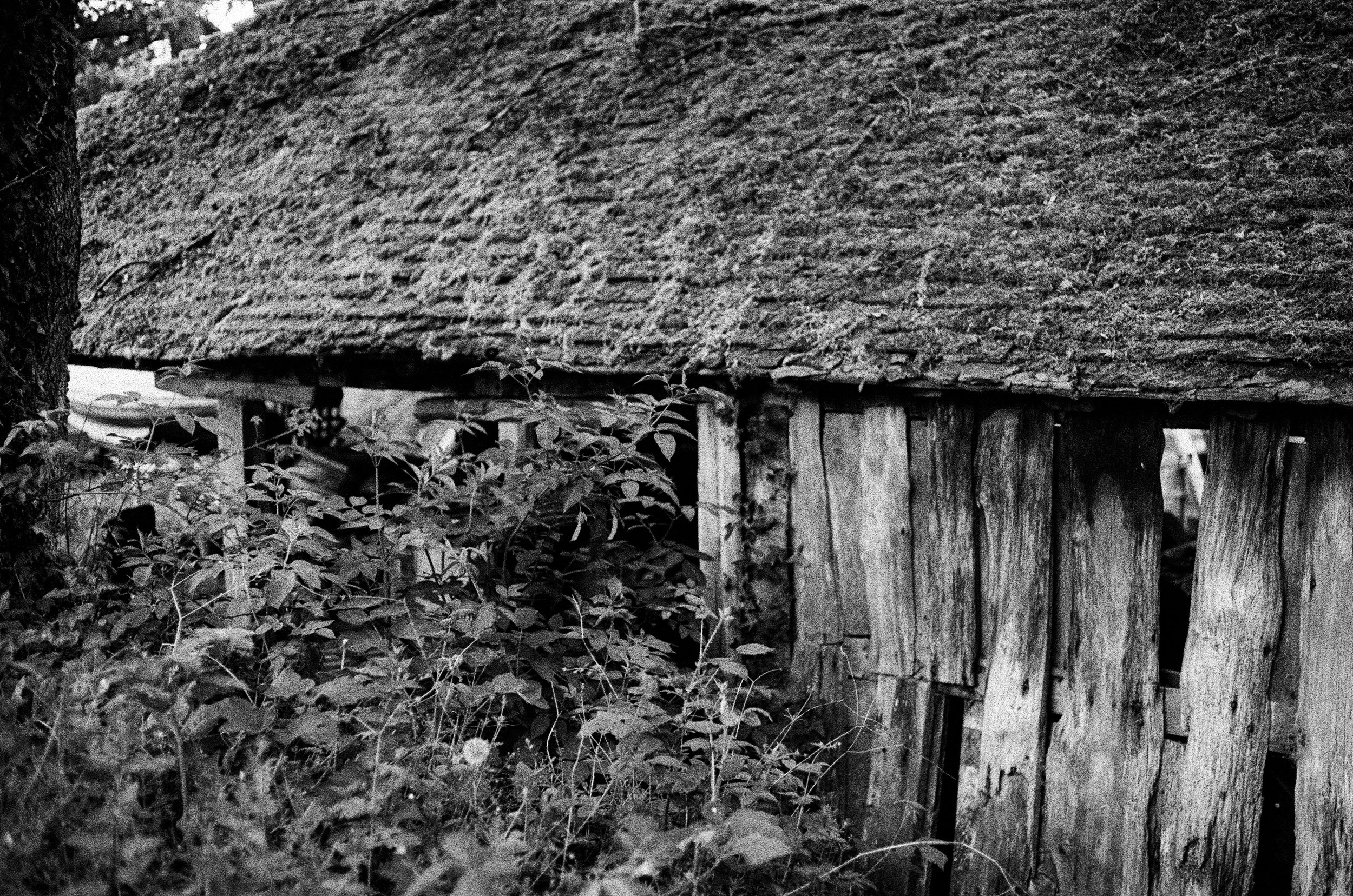 Black and white photo of a thatched roof hut on stilts with vegetation in front.