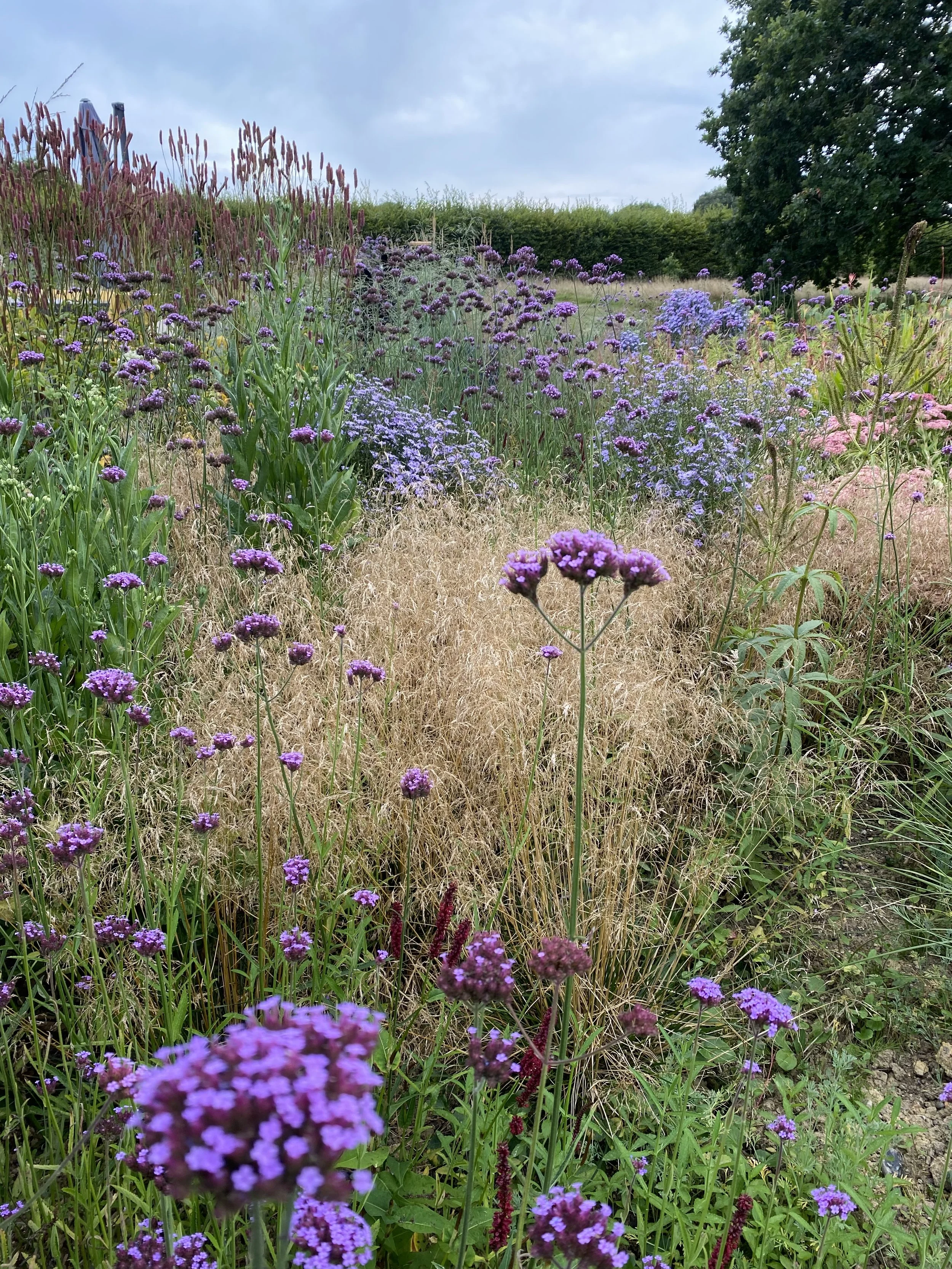 A garden filled with various purple, pink, and lavender flowers, with tall green grass and trees in the background under a cloudy sky.