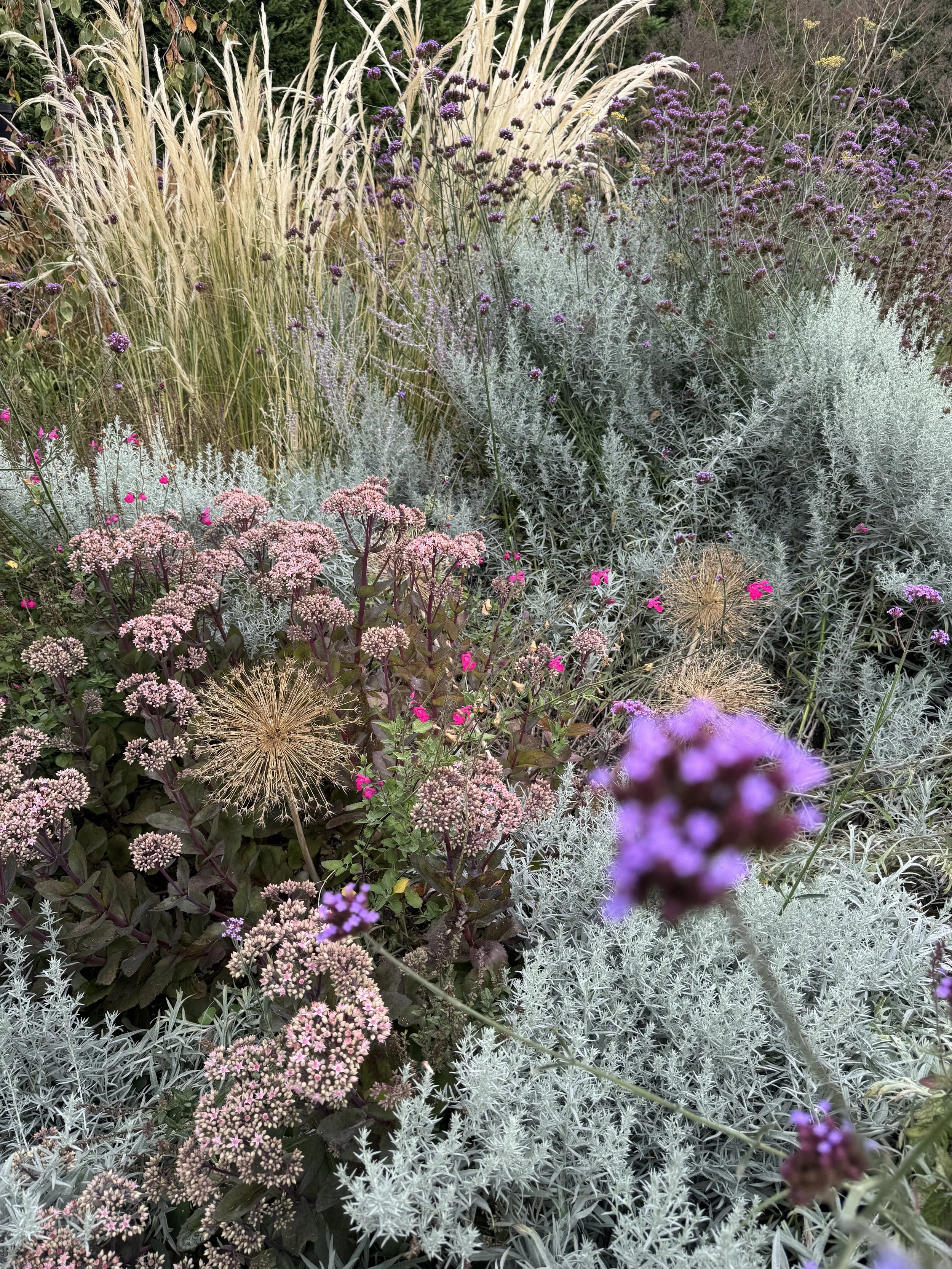 A dense garden of various flowering plants, including purple, pink, and white blooms, with some plants featuring tall, feathery, beige plumes, and a background of green foliage.