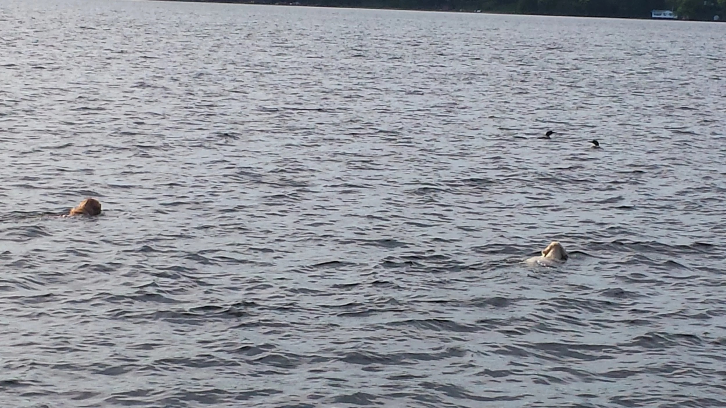 20160603_192401_35012004231_o.jpg