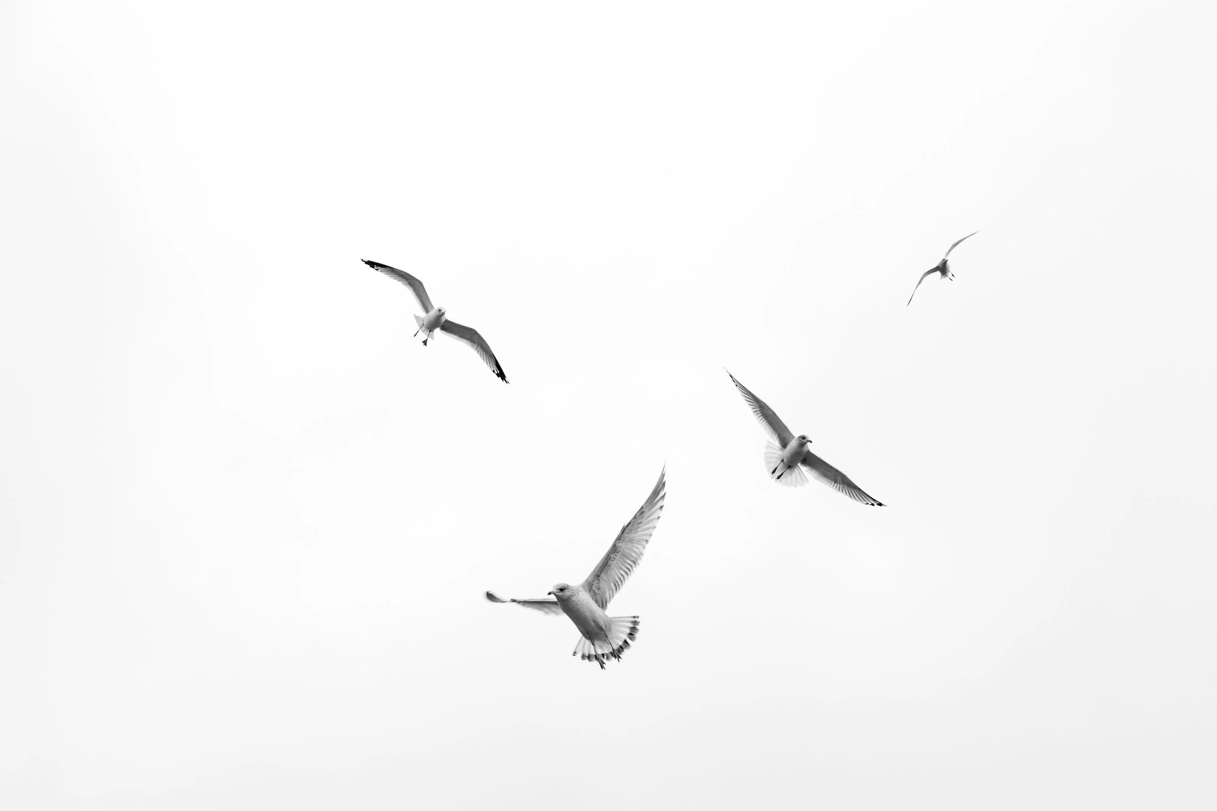 Gulls-1.jpg