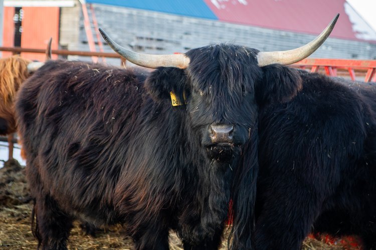 Highland Cattle - The Livestock Conservancy