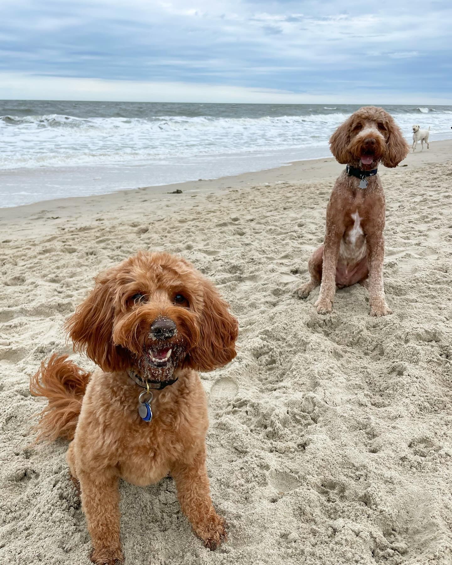 🏖️ + 🐶= weekend well spent at Doodles in Dewey
&bull;
Thank you to @pawsforpeople &amp; @doodlesindeweyfundraiser for such a wonderful weekend. We can&rsquo;t wait for next year! 
&bull;
&bull;
#pawsforpeople #doodlesindewey #pioneerpups #pioneerpu