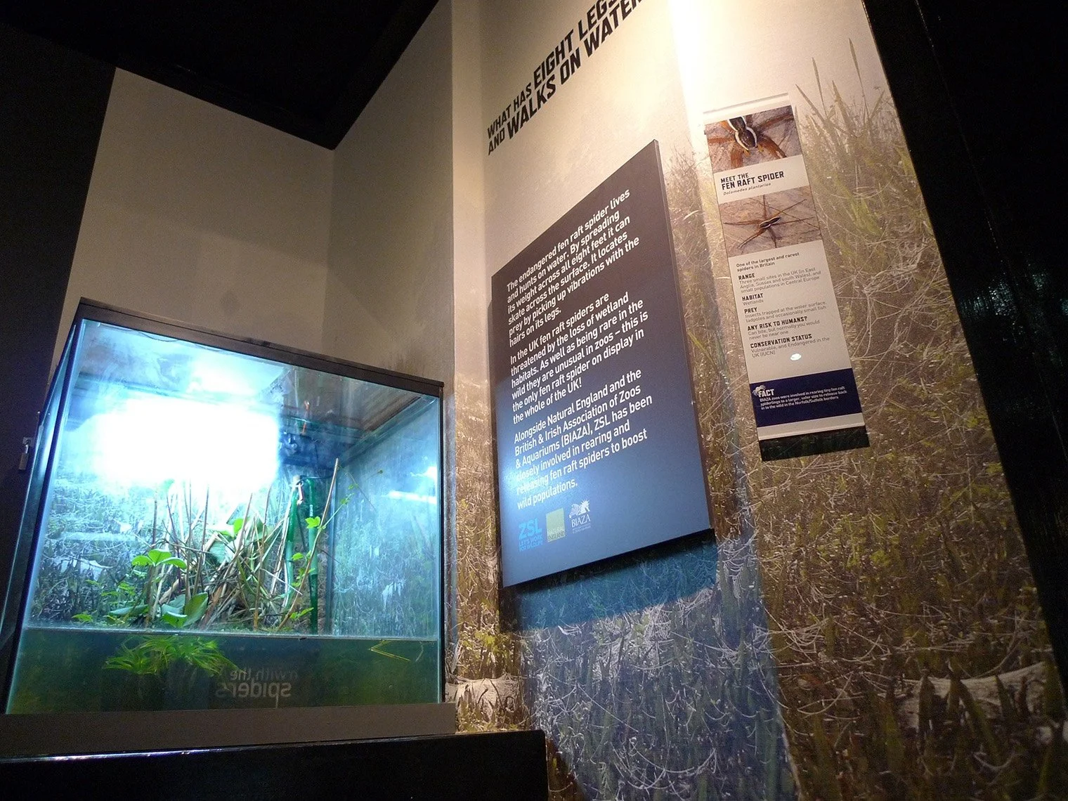 London Zoo Event Graphics.jpeg