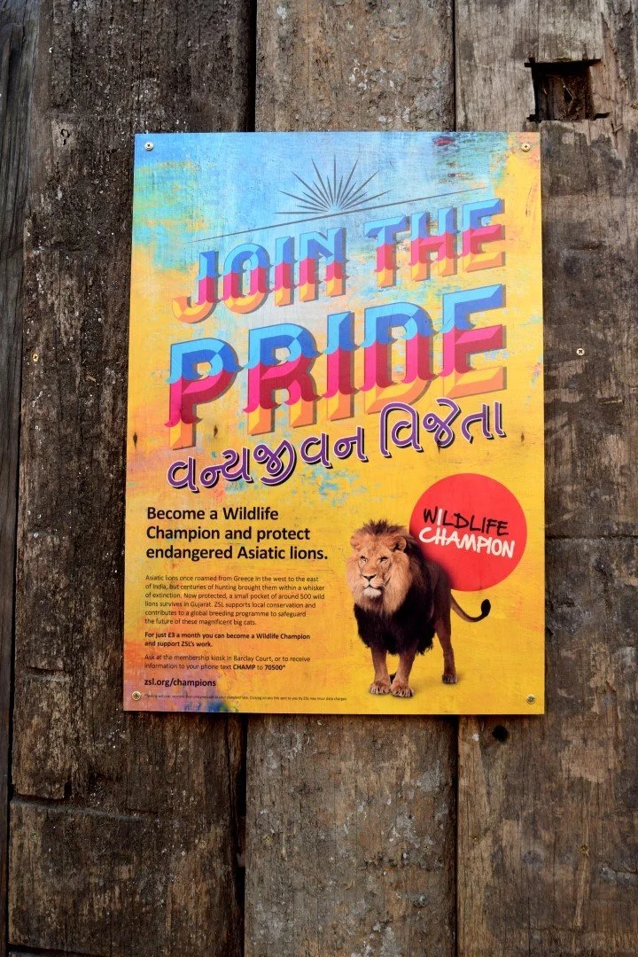 Printing on Wood Lions at London Zoo - 5.webp