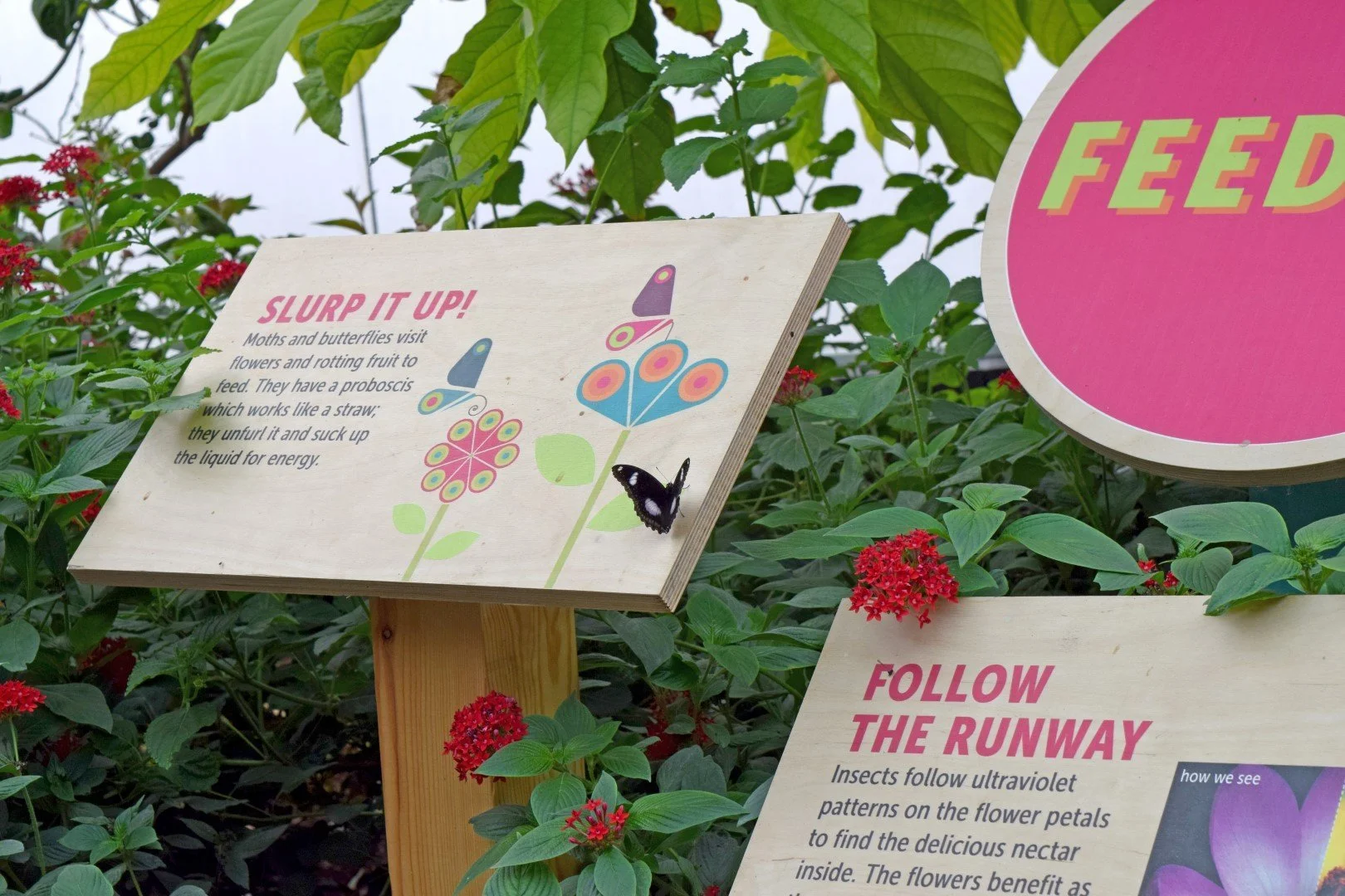 Butterfly House Printed Wooden Information Signage - 1.webp
