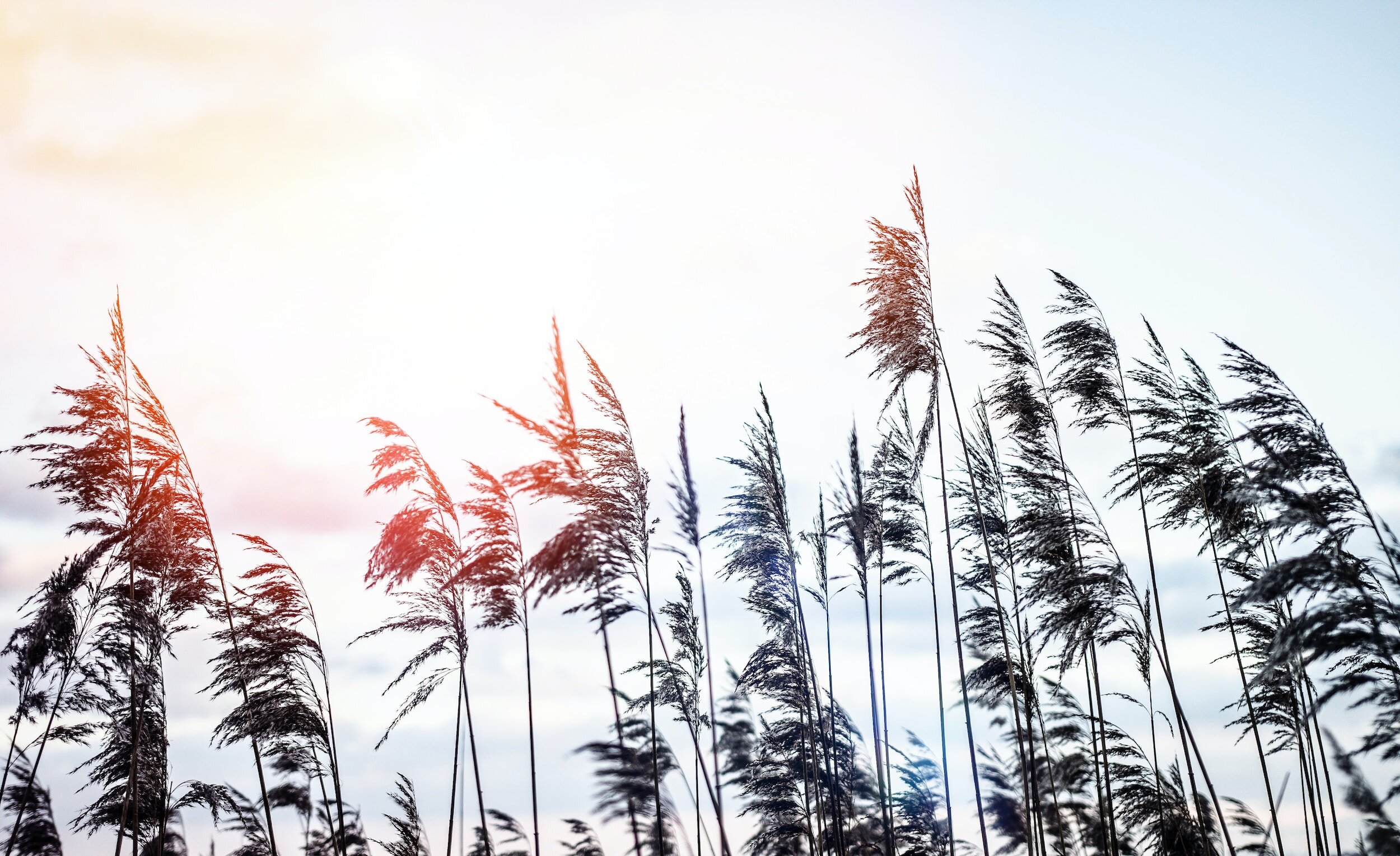 July 16, 2023 - Parables, Seeds and Soil