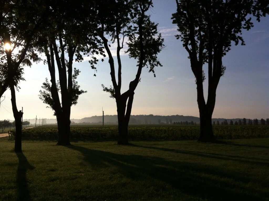 Understanding Ontario's wines