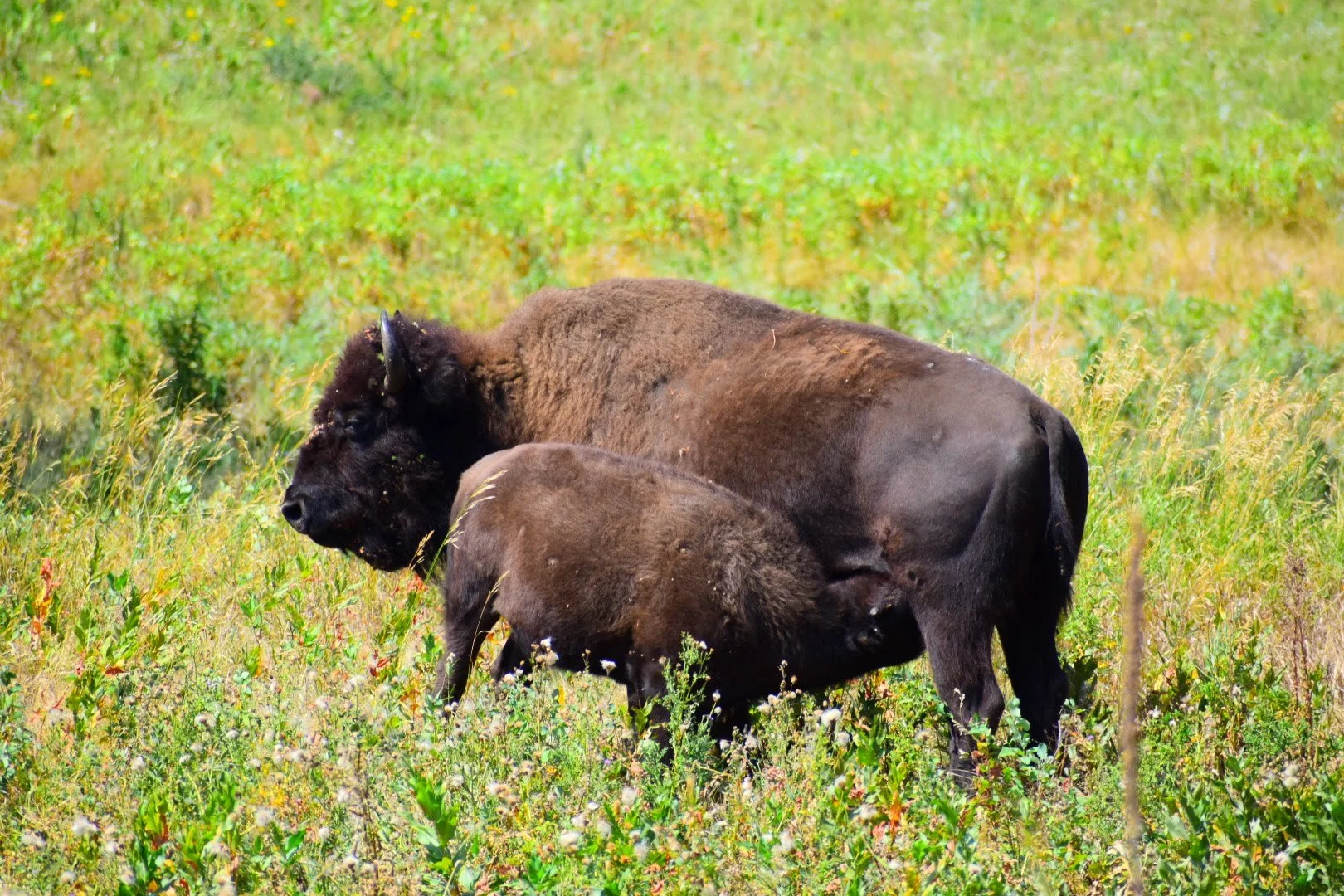 Bison and Baby