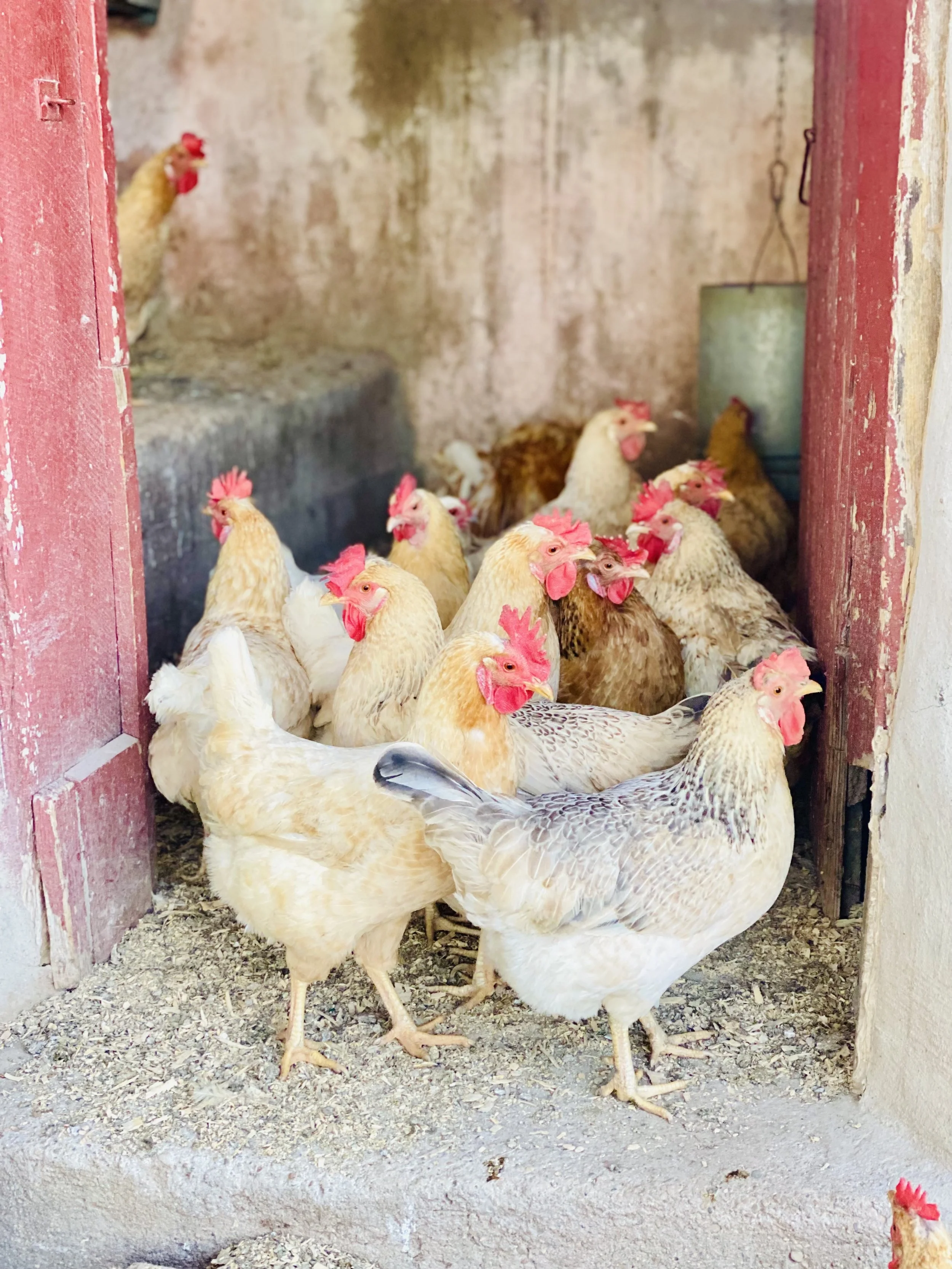 Chickens