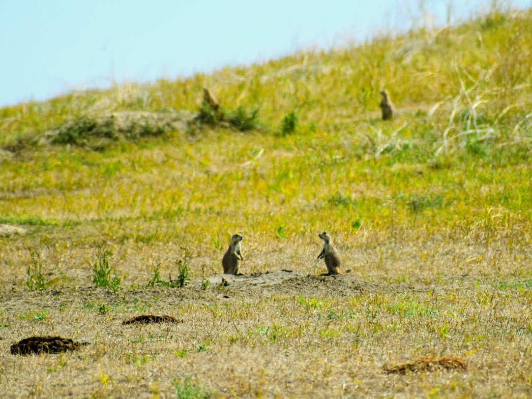 Prairie Dogs