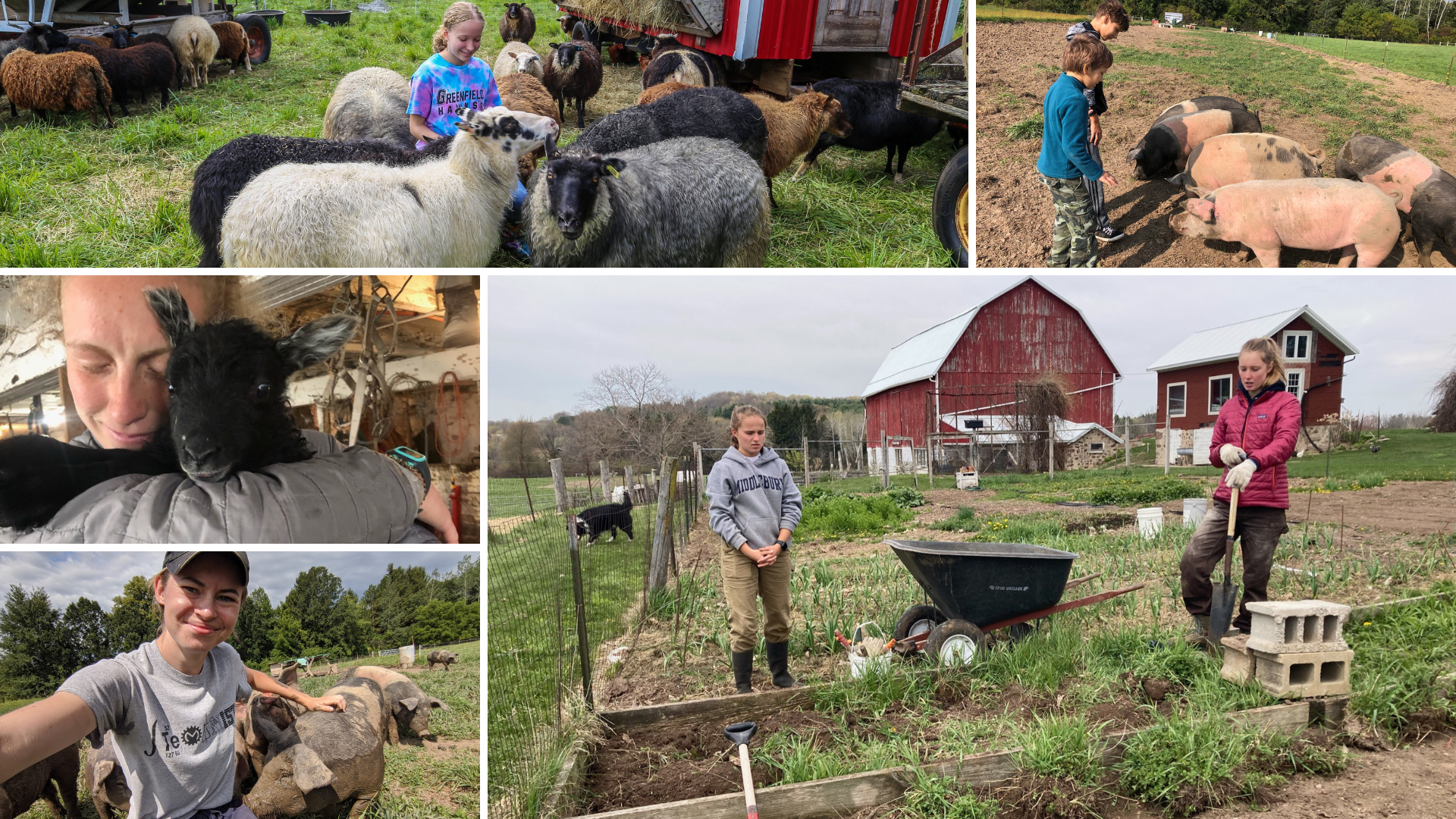 WWOOF Collage