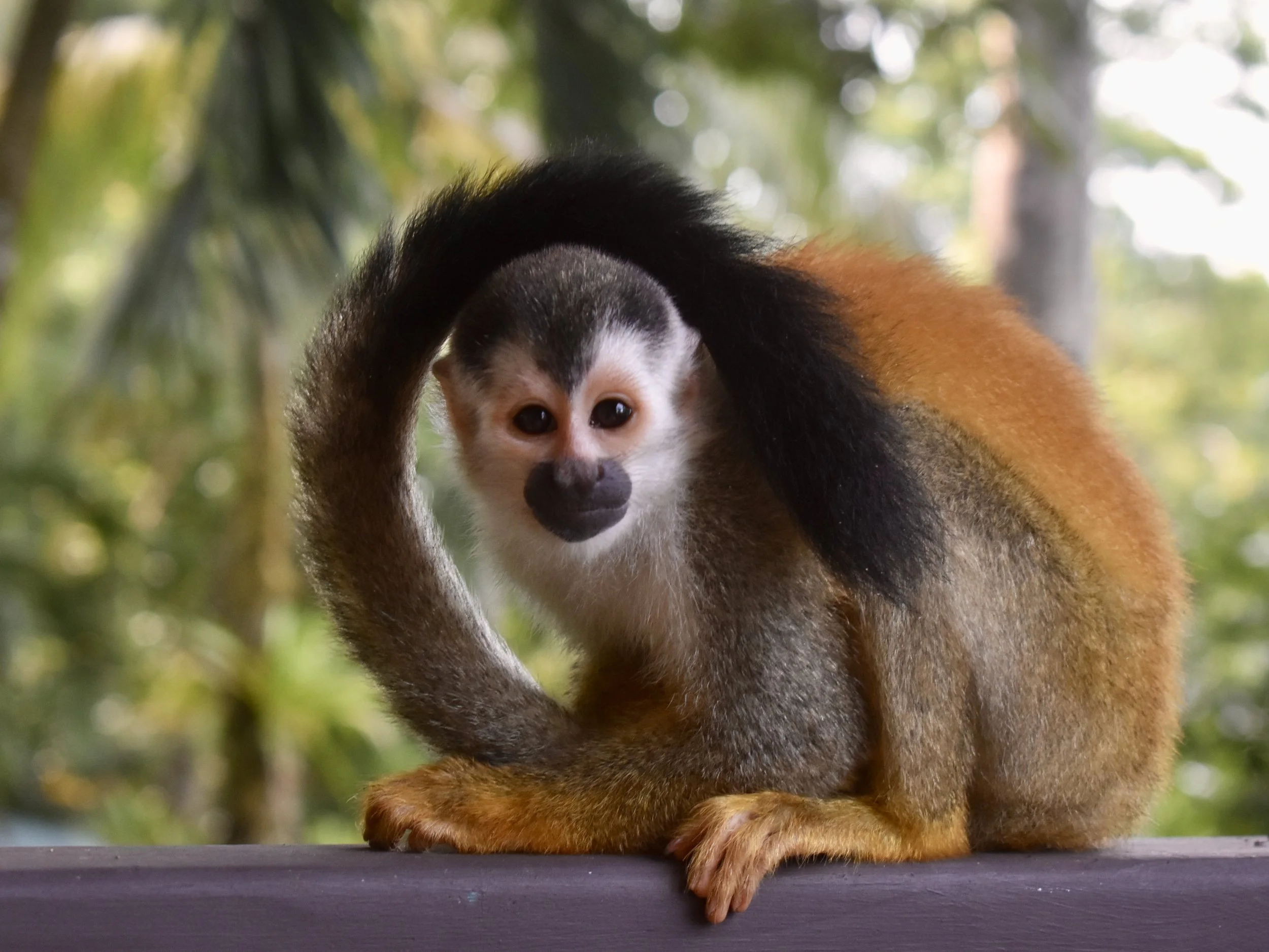 Costa Rica Monkey