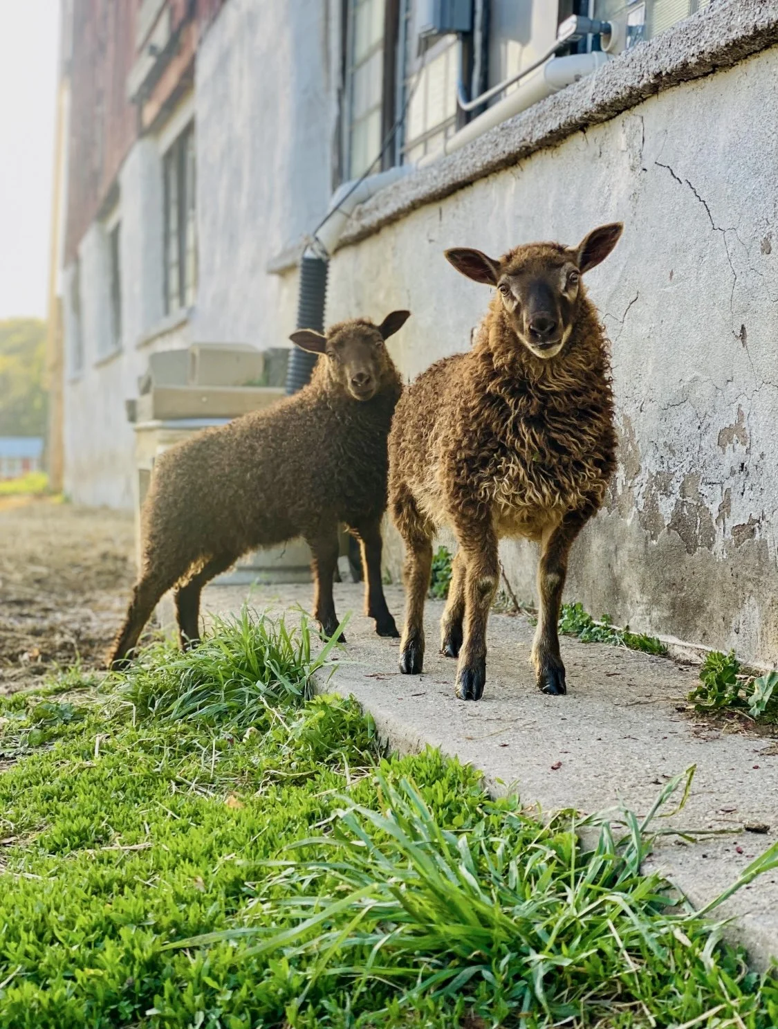 Lambs