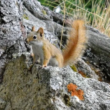 Squirrel