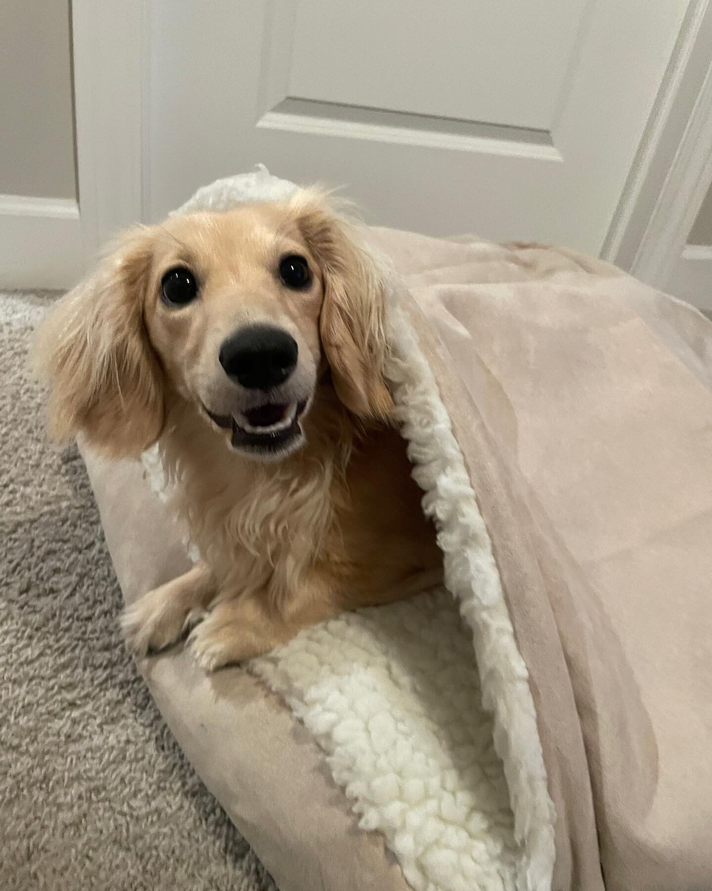 🌭🌭🌭