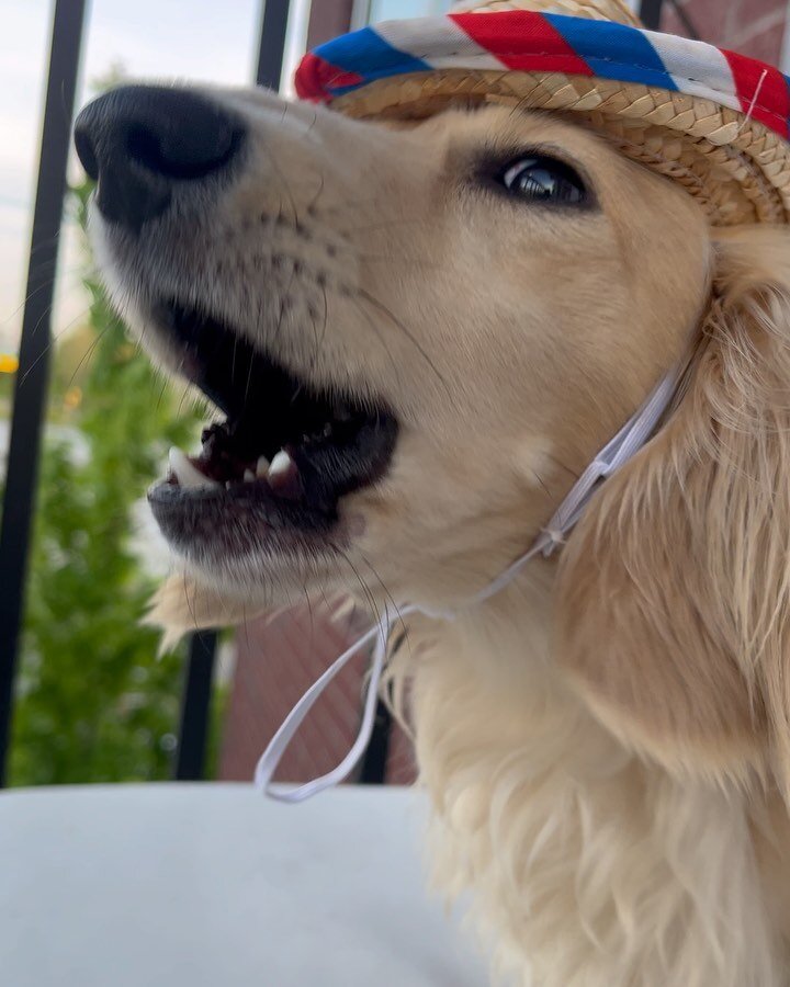 📢 HAPPY CINCO DE MAYO

#dachshund #doxie #weinerdog #ween #weenie #dog #puppy #cincodemayo #pets #petsofinstagram #ohio