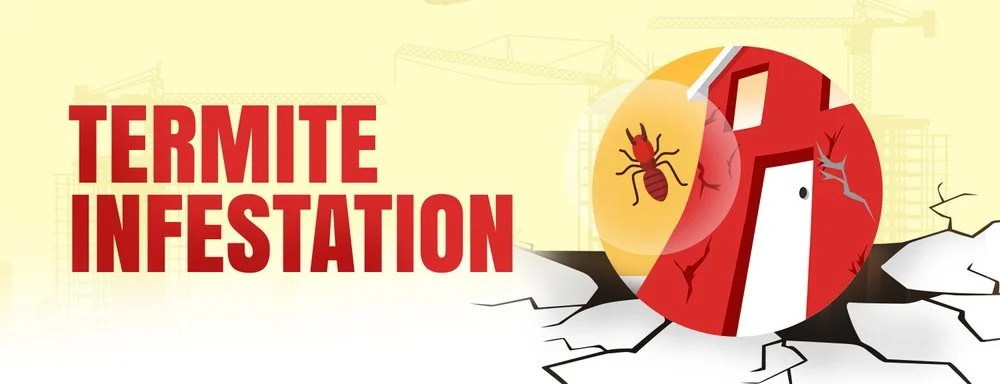Termite infestation graphic: termites and wood rot are a fixer-upper warning sign