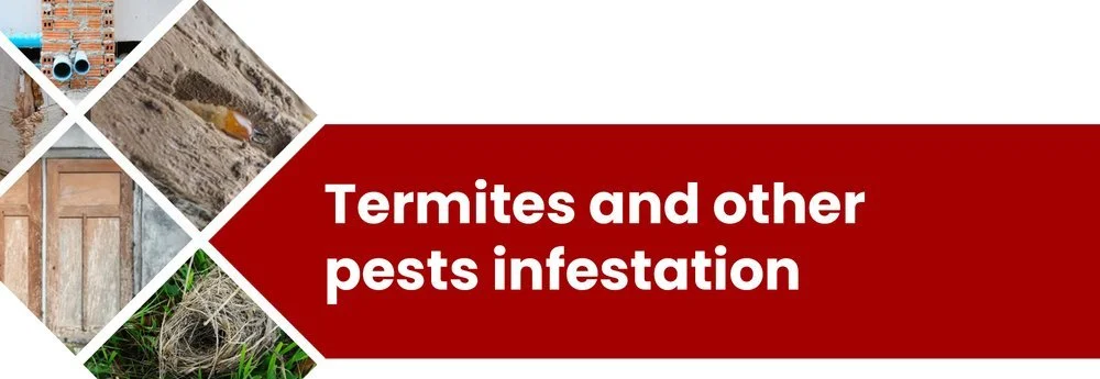 Termites and other pests found during a home inspection