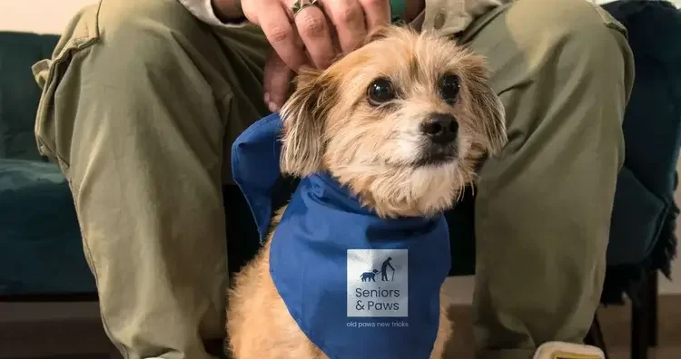 Seniors & Paws Branding