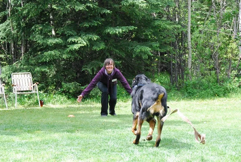 Dog Training Calgary Foundations — Clever Canines Dog Training