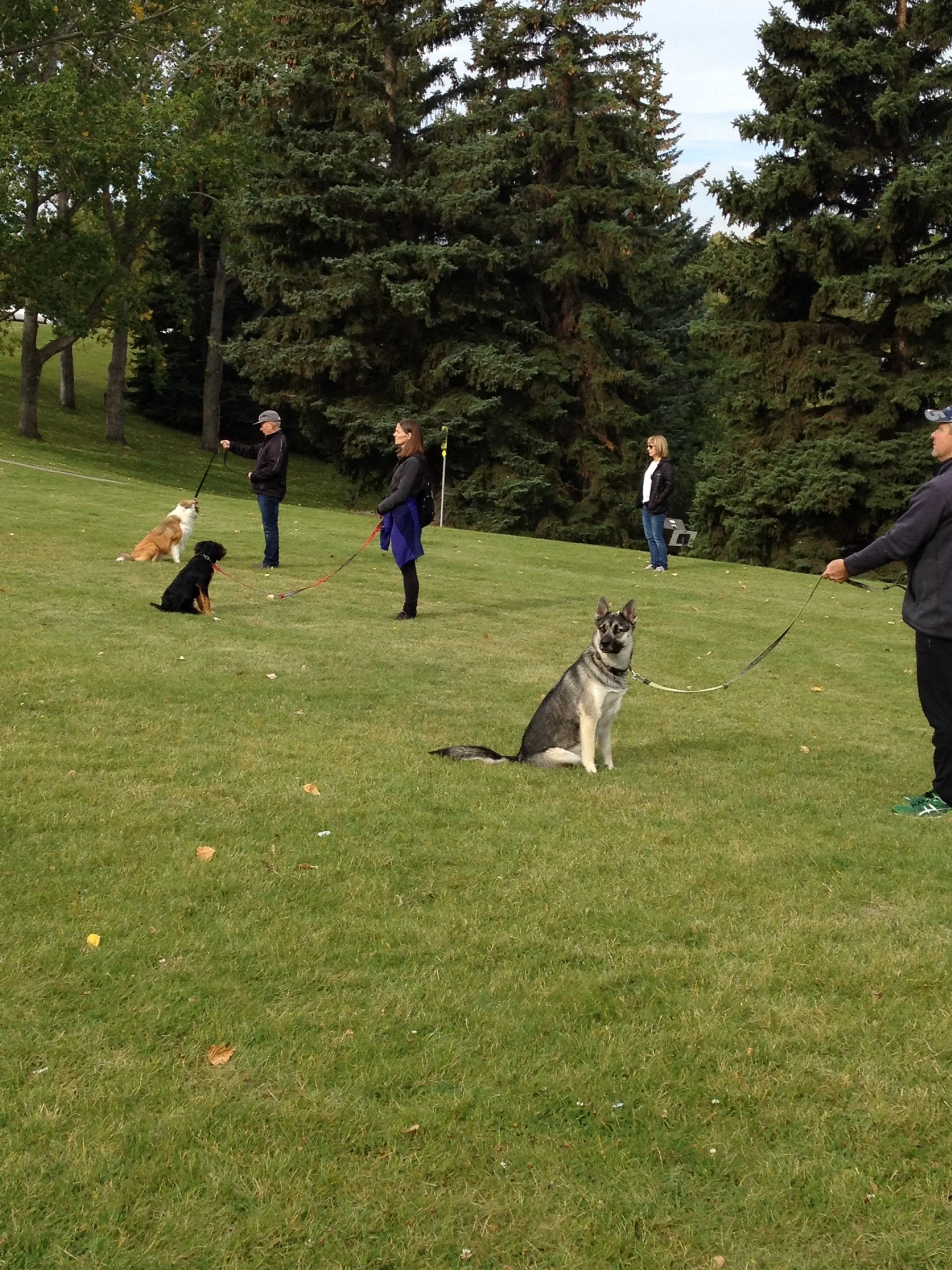 Spring Fever: Reminding Your Dog All About Impulse Control