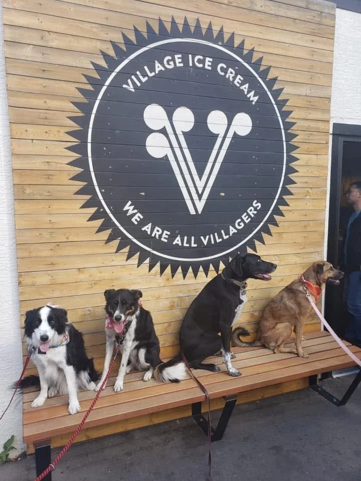 From Trails to Patios: Summer Fun with Your Dog
