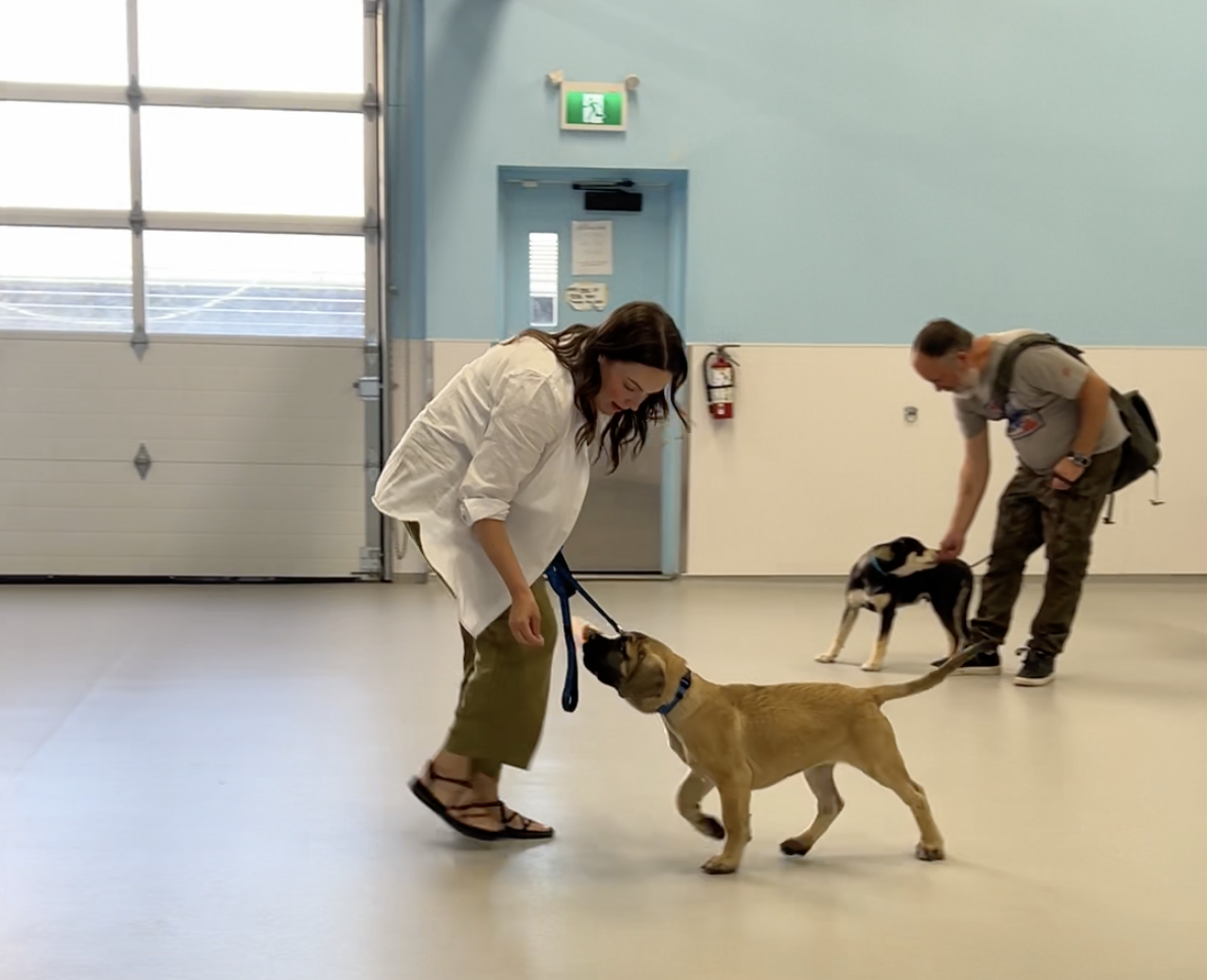 Early puppy socialization training