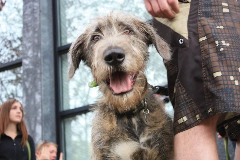 Puppy Training Calgary — Clever Canines Dog Training & Dog Daycare in