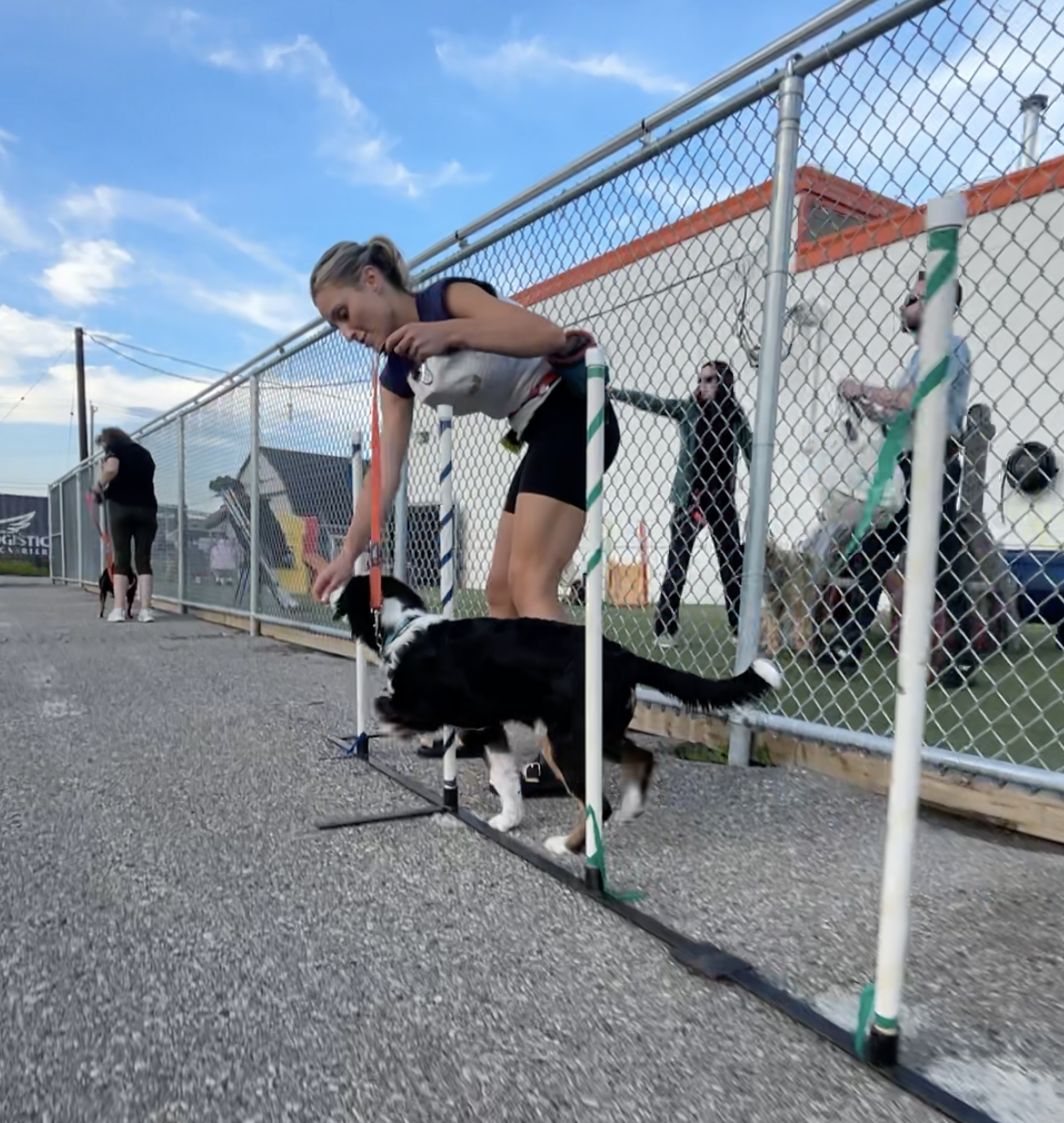a dog and owner practicing dog training skills