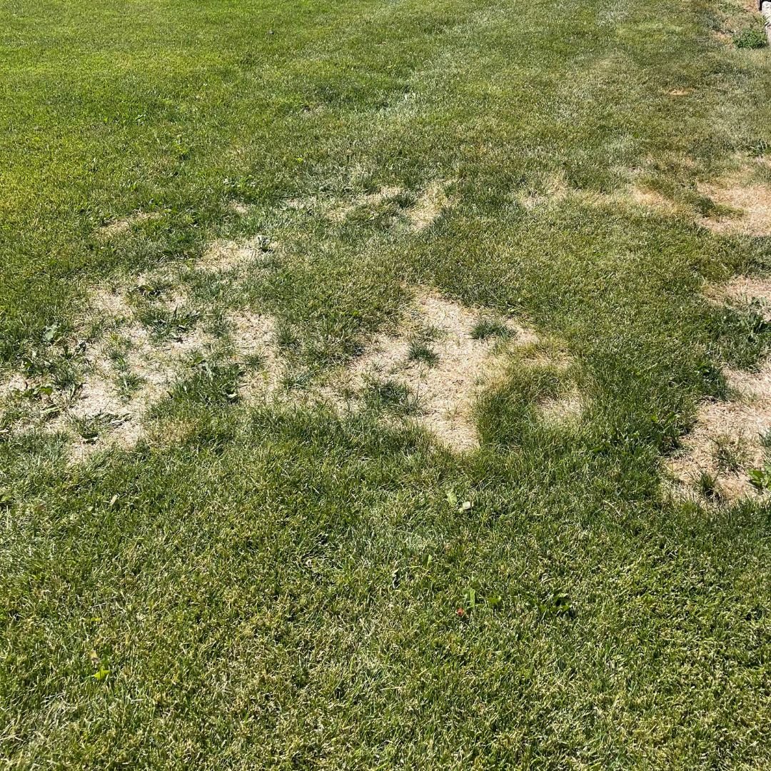 Patchy grass with worn areas in a grassy field