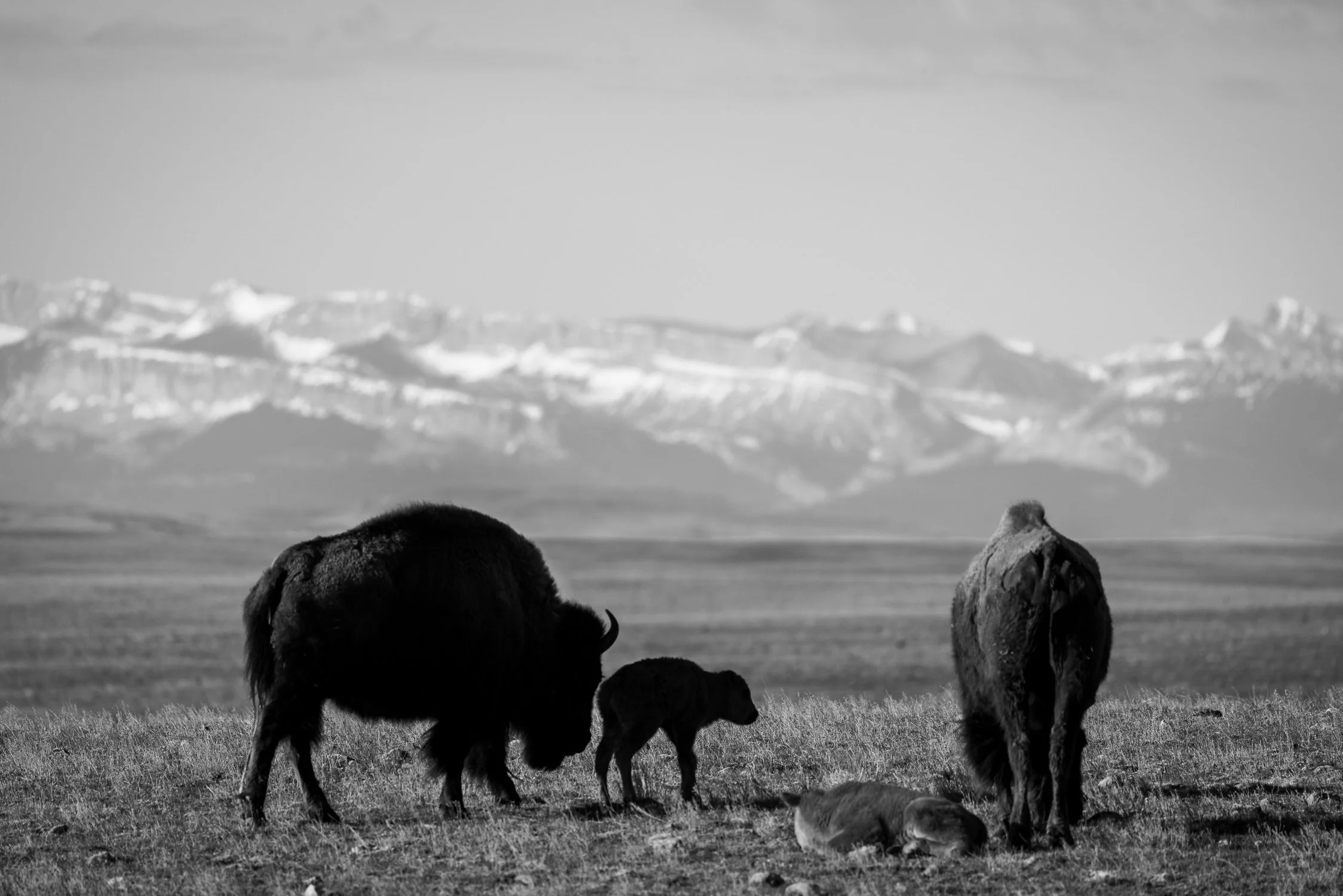 A letter from Buffalo to America