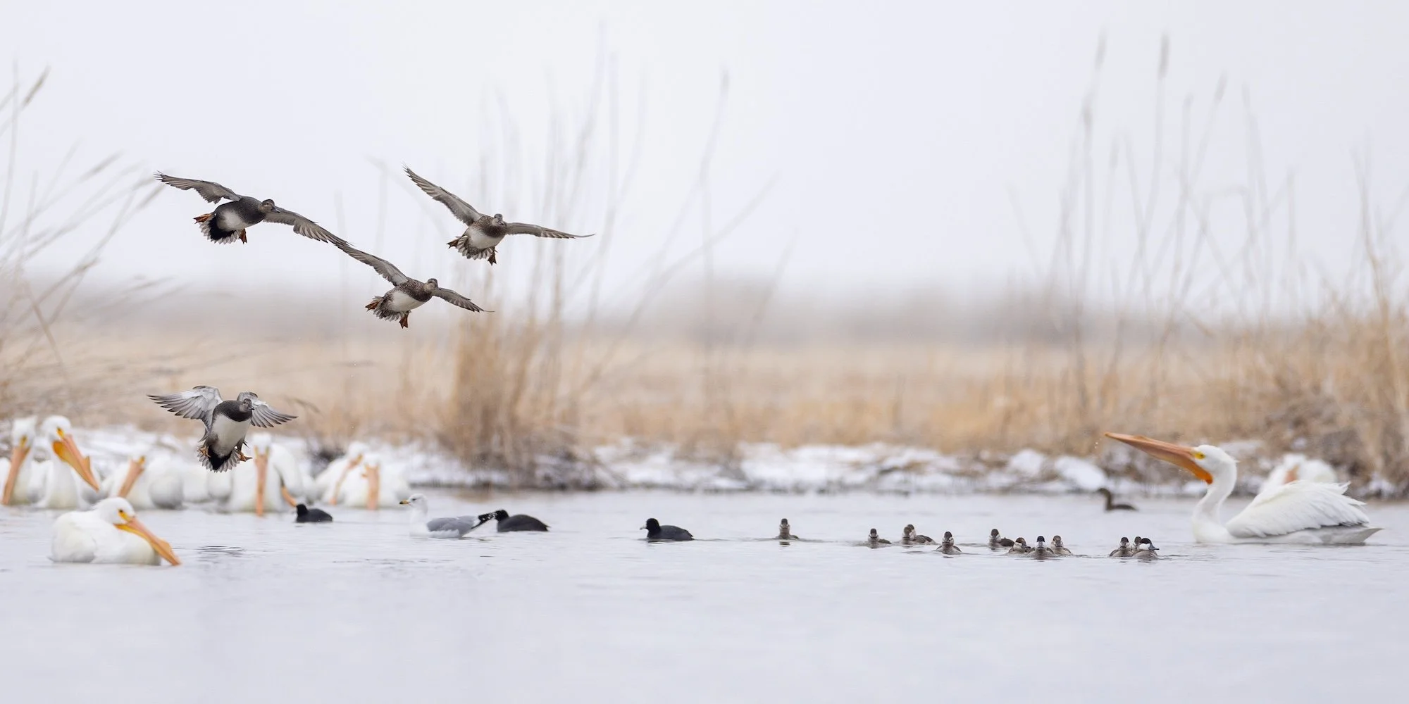Birds sitting in the Great Salt Lake