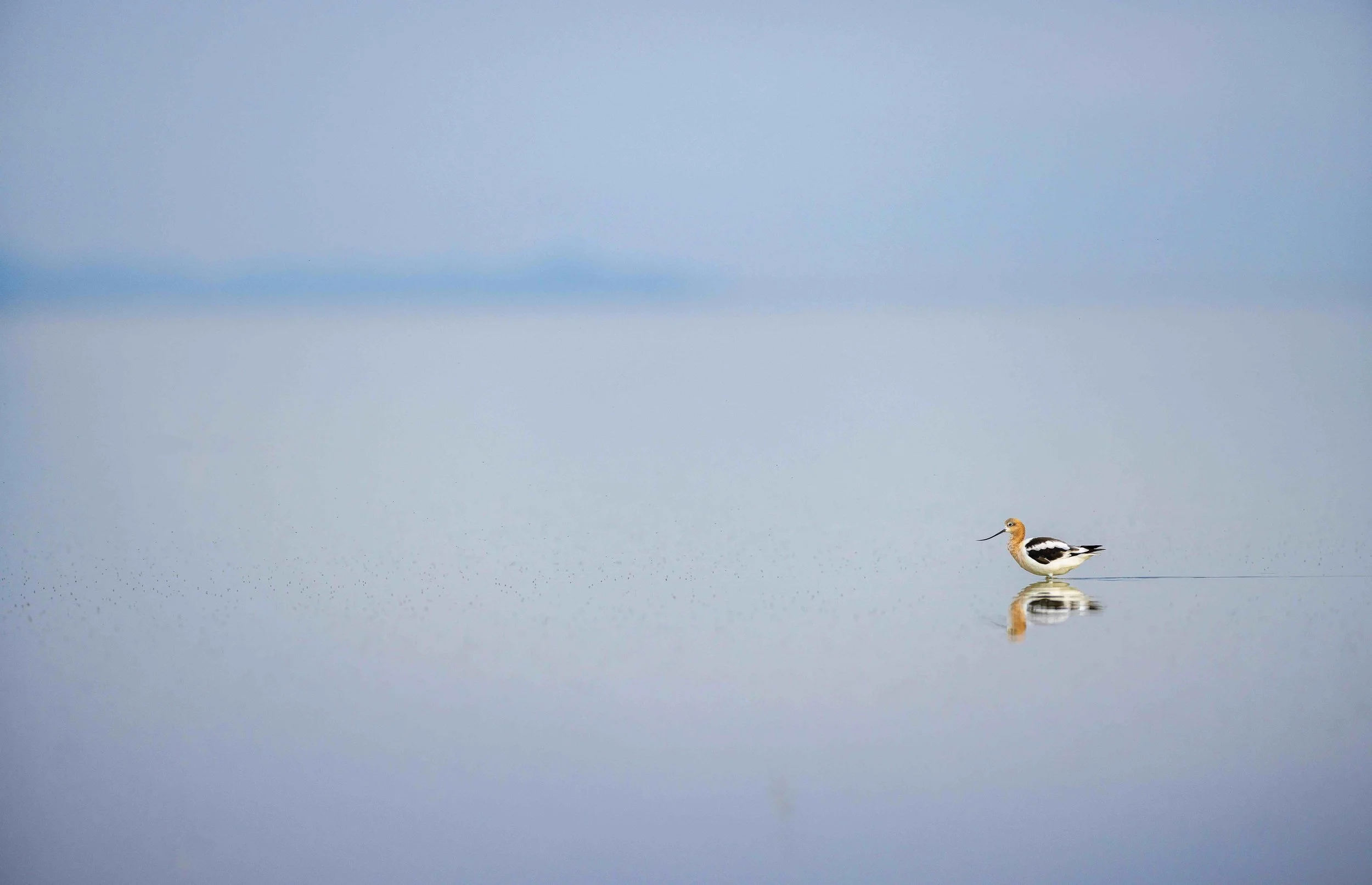 Avocet sitting in the Great Salt Lake