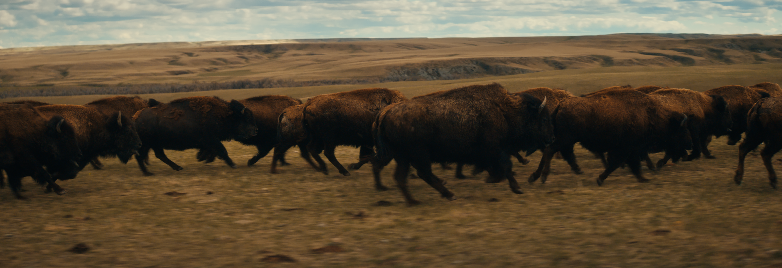 BUFFALO STILLS 18 (1).png