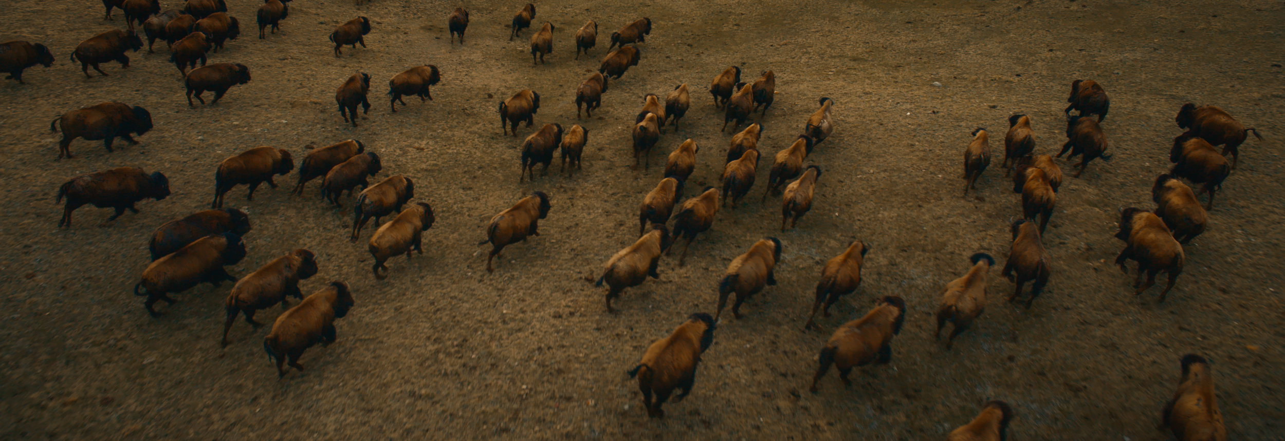 Copy of BUFFALO STILLS 9.png