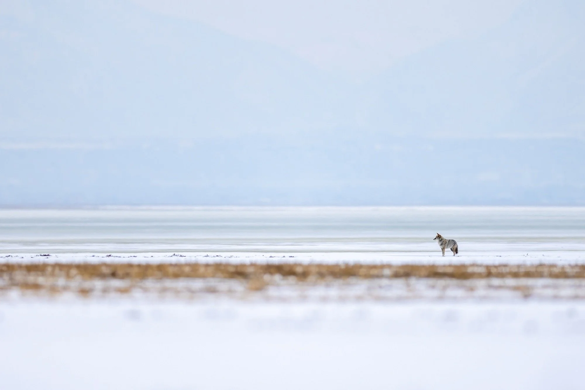 A wolf in the snowy horizon
